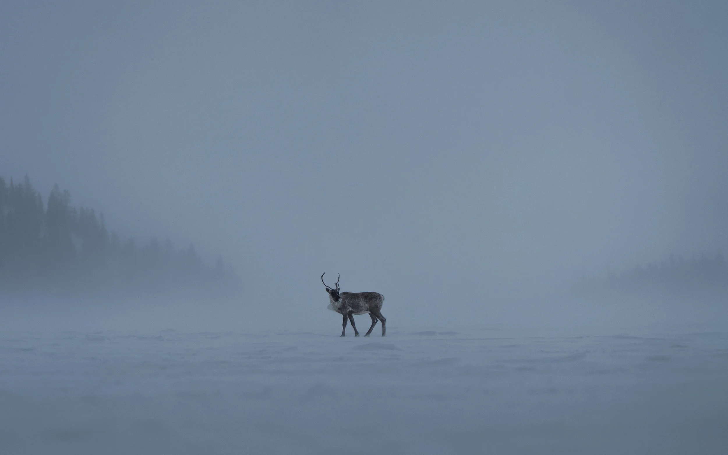 A lone reindeer walking across a snowy landscape with a misty lake and forested hills in the background during foggy weather.