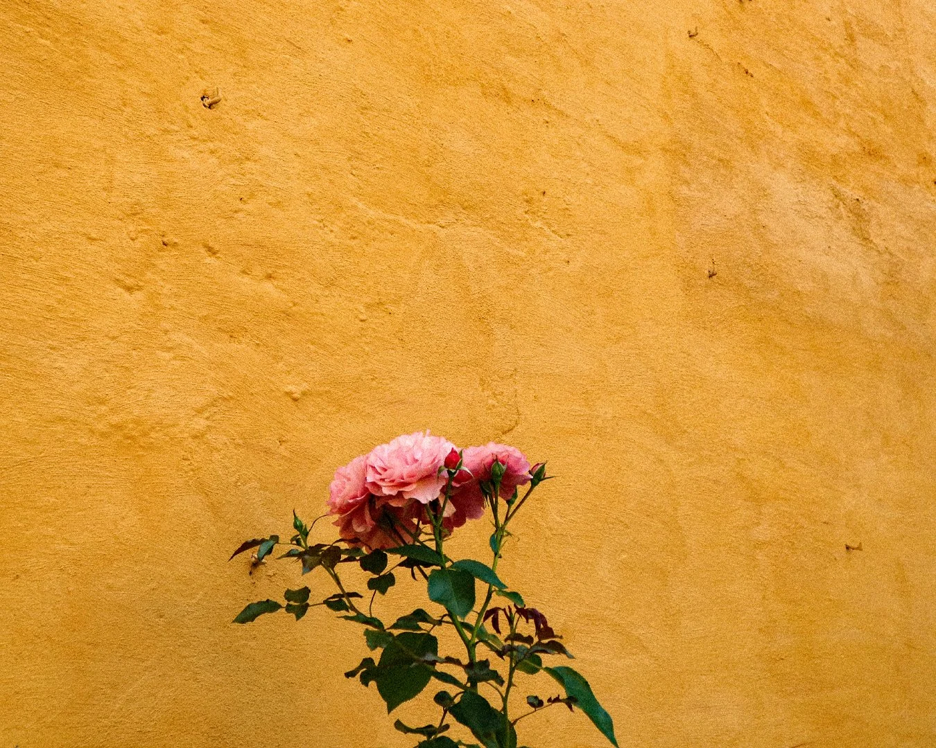 Pink flowers growing on a green plant against a yellow textured wall.