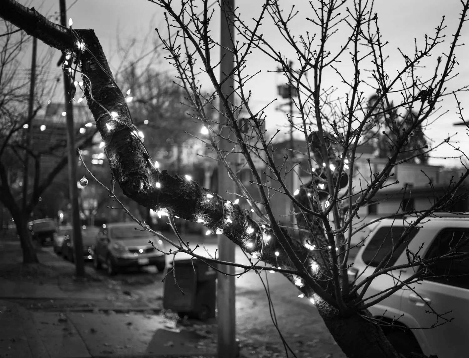 Tree Lites-693-webBW.jpg