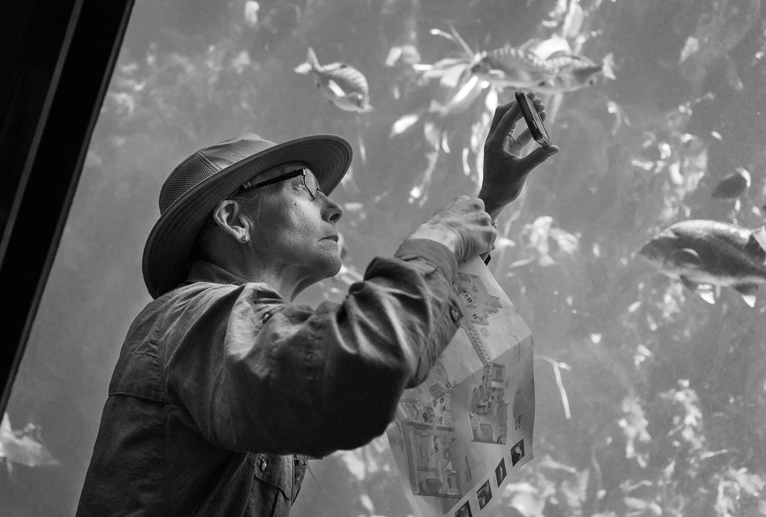 Monterey Aquarium.jpg