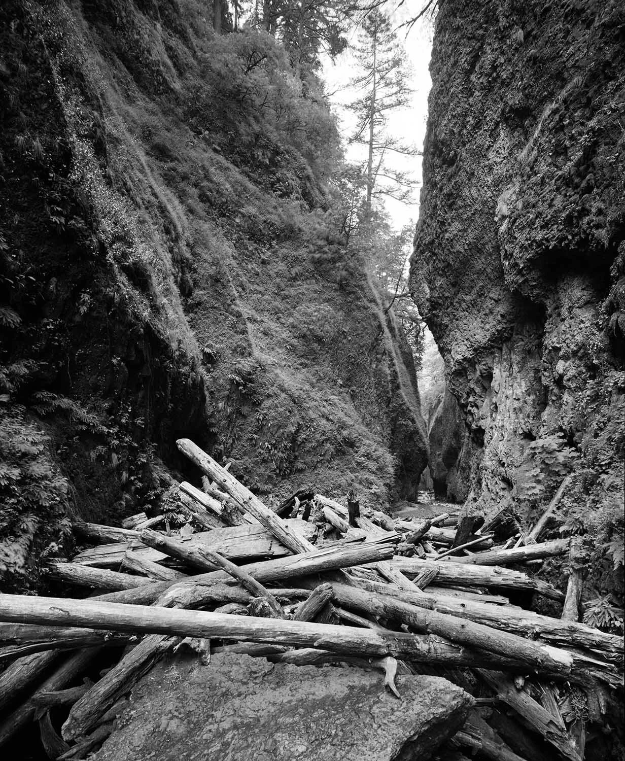 Canyon-logs-neg-web.jpg