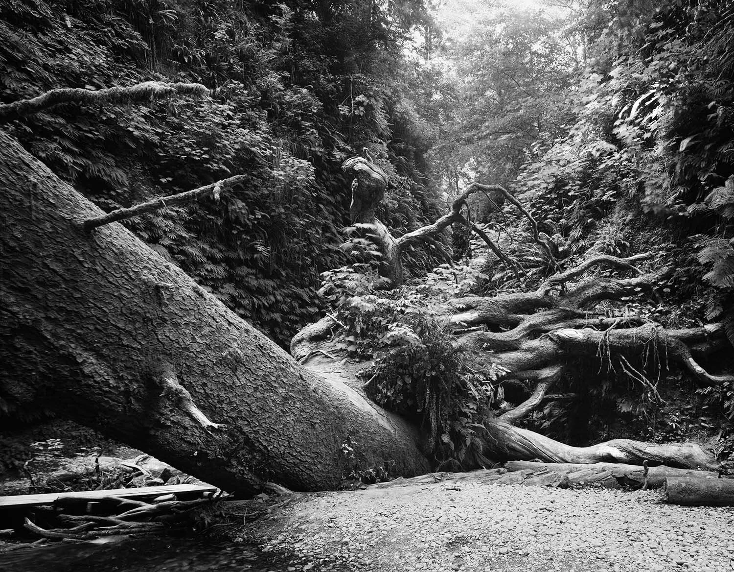 Fallen Tree-neg-web.jpg