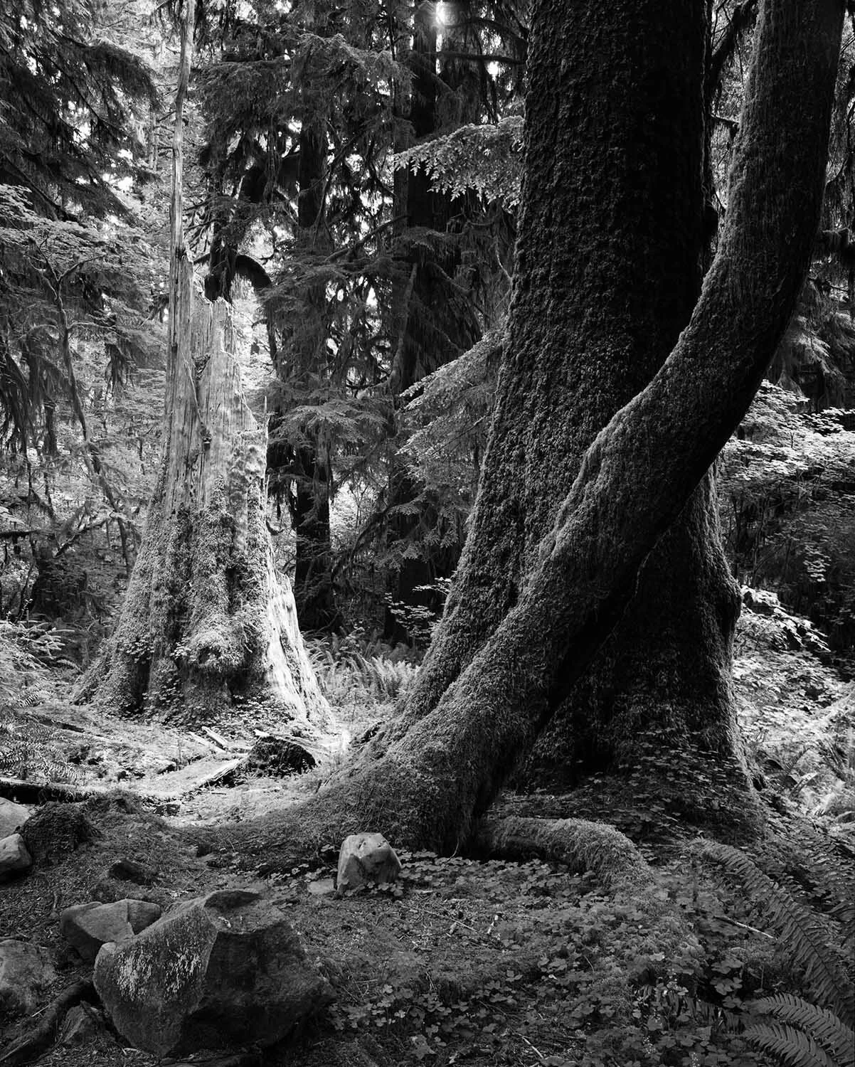 Hoh-tree-neg-web.jpg