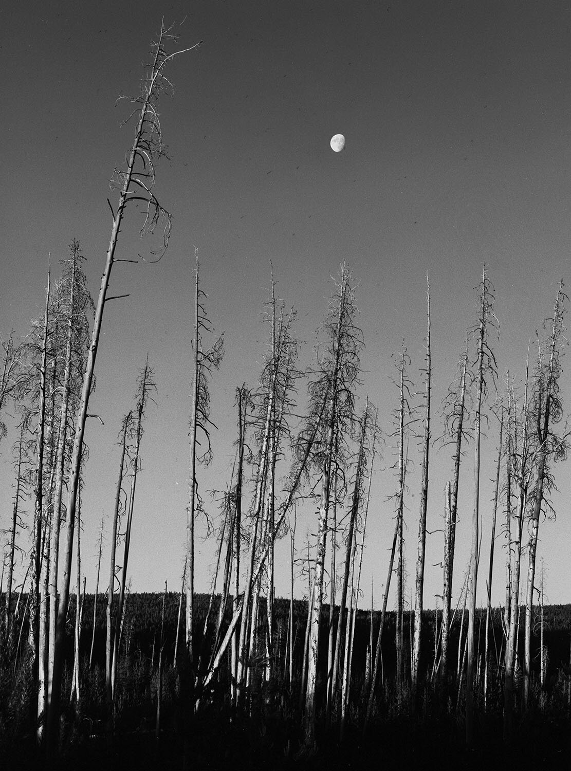Trees-Moon-neg.jpg