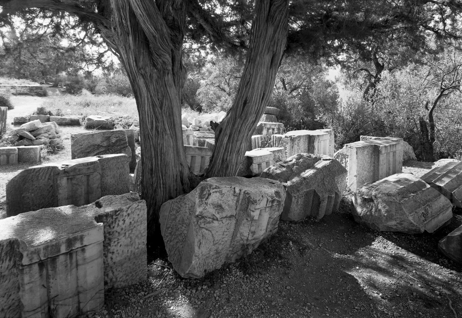 Delphi-Stones-Tree.jpg