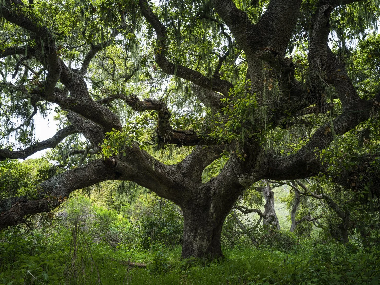 Los Oros Oak-FS-243-244-245-color-web.jpg