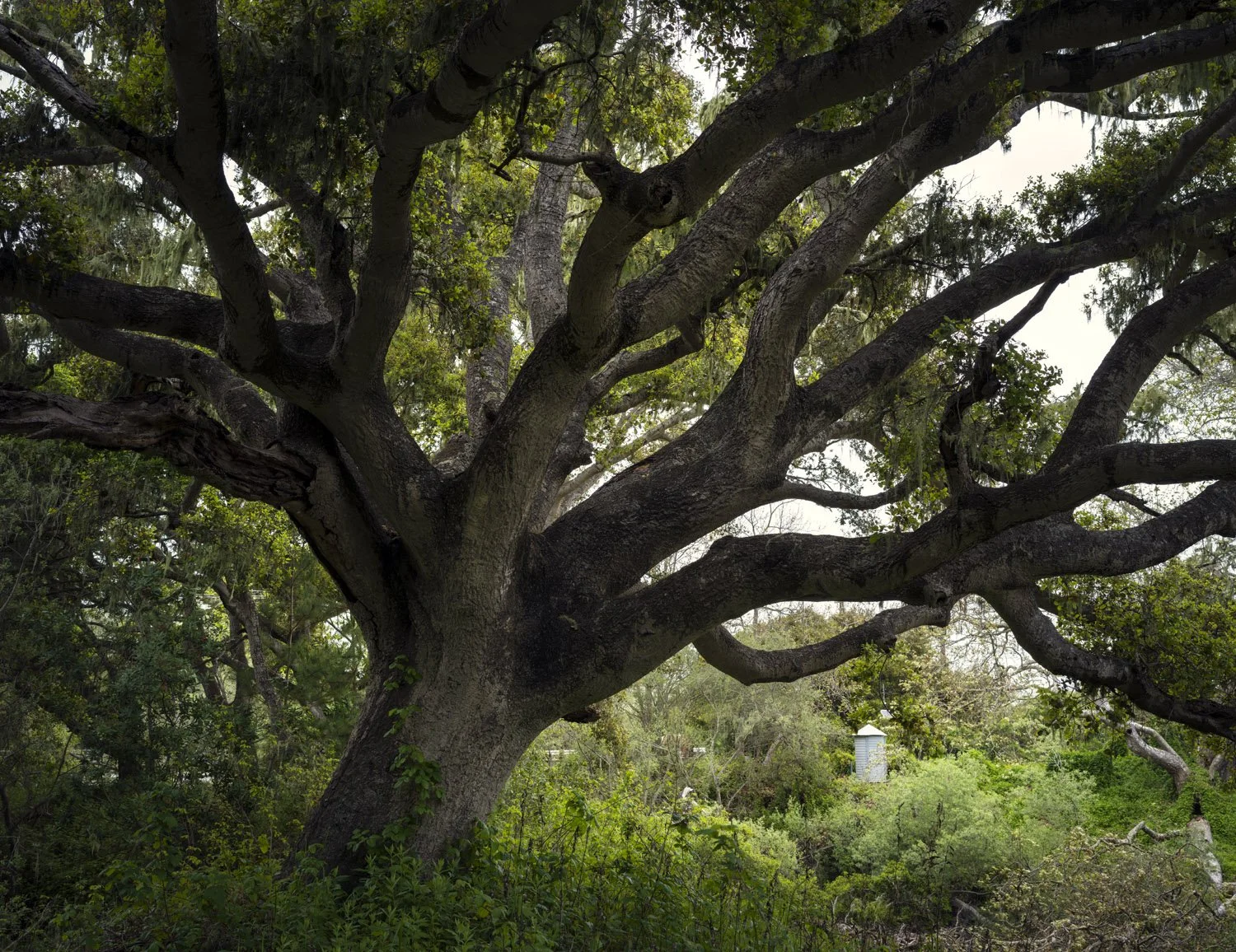 Los Oros Oak2-246-color-web.jpg