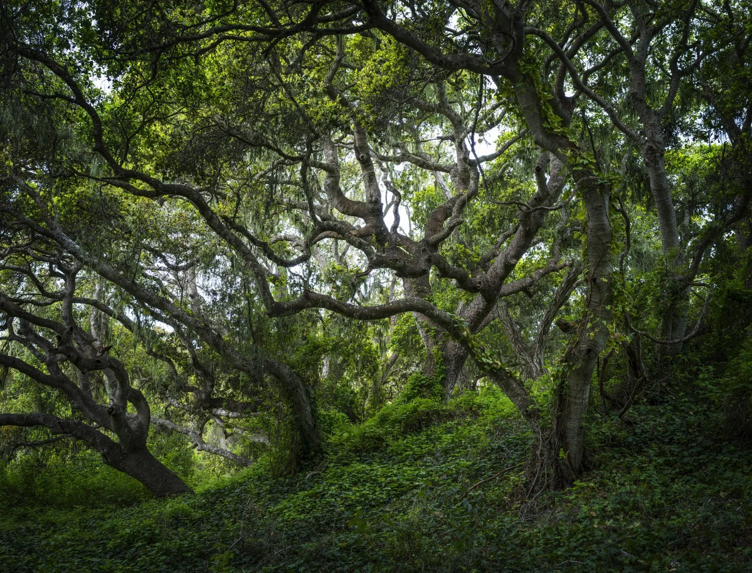 Los Oros-FS-240-241-242-color-web.jpg