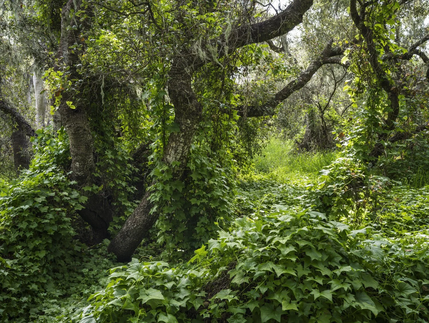 Los Oros Vines-FS-293-294-295-color-web.jpg