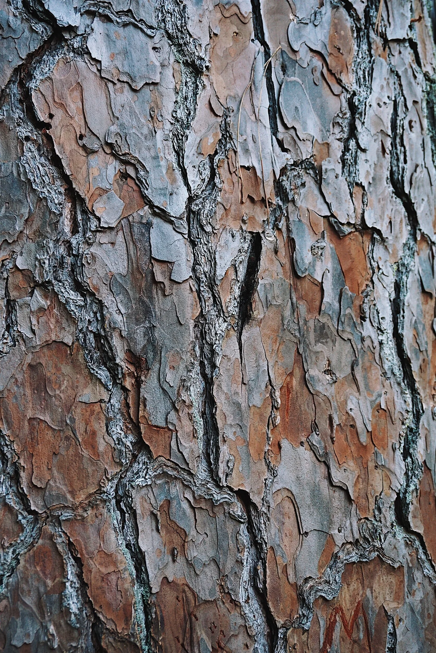 Contact — Mike's Tree Service