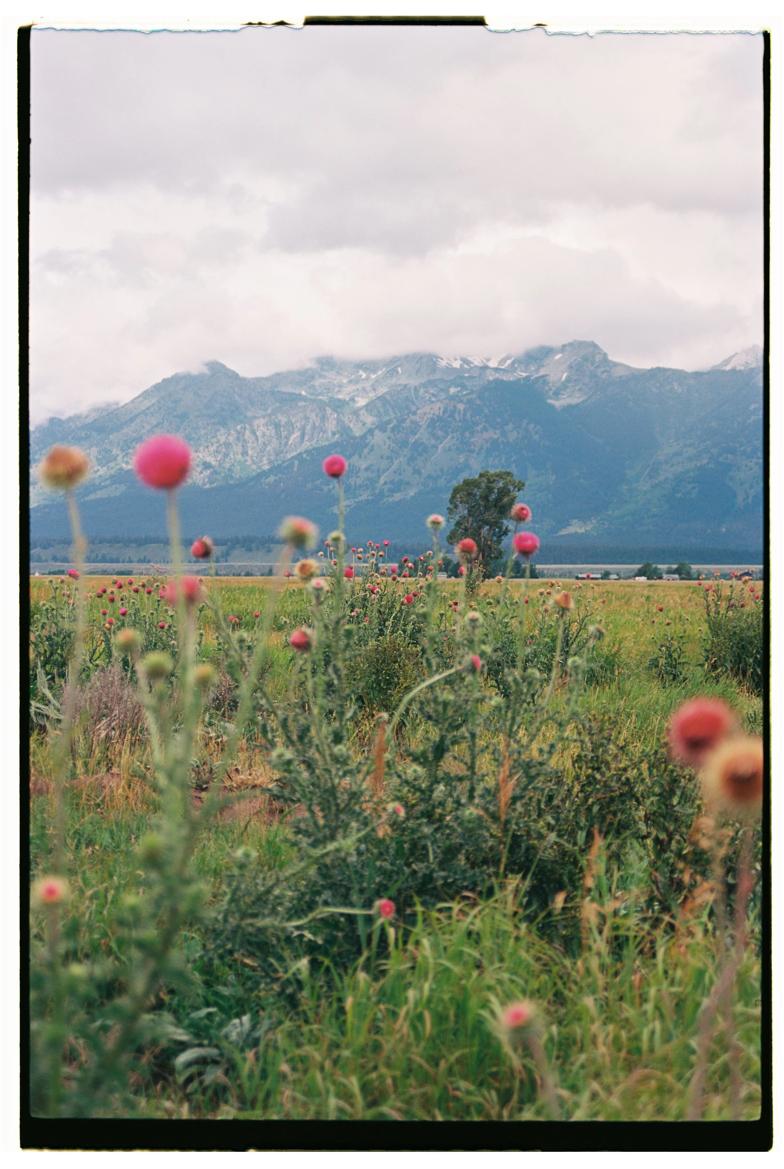 Utah + Wyoming 2023 - Ektar 10068.jpg