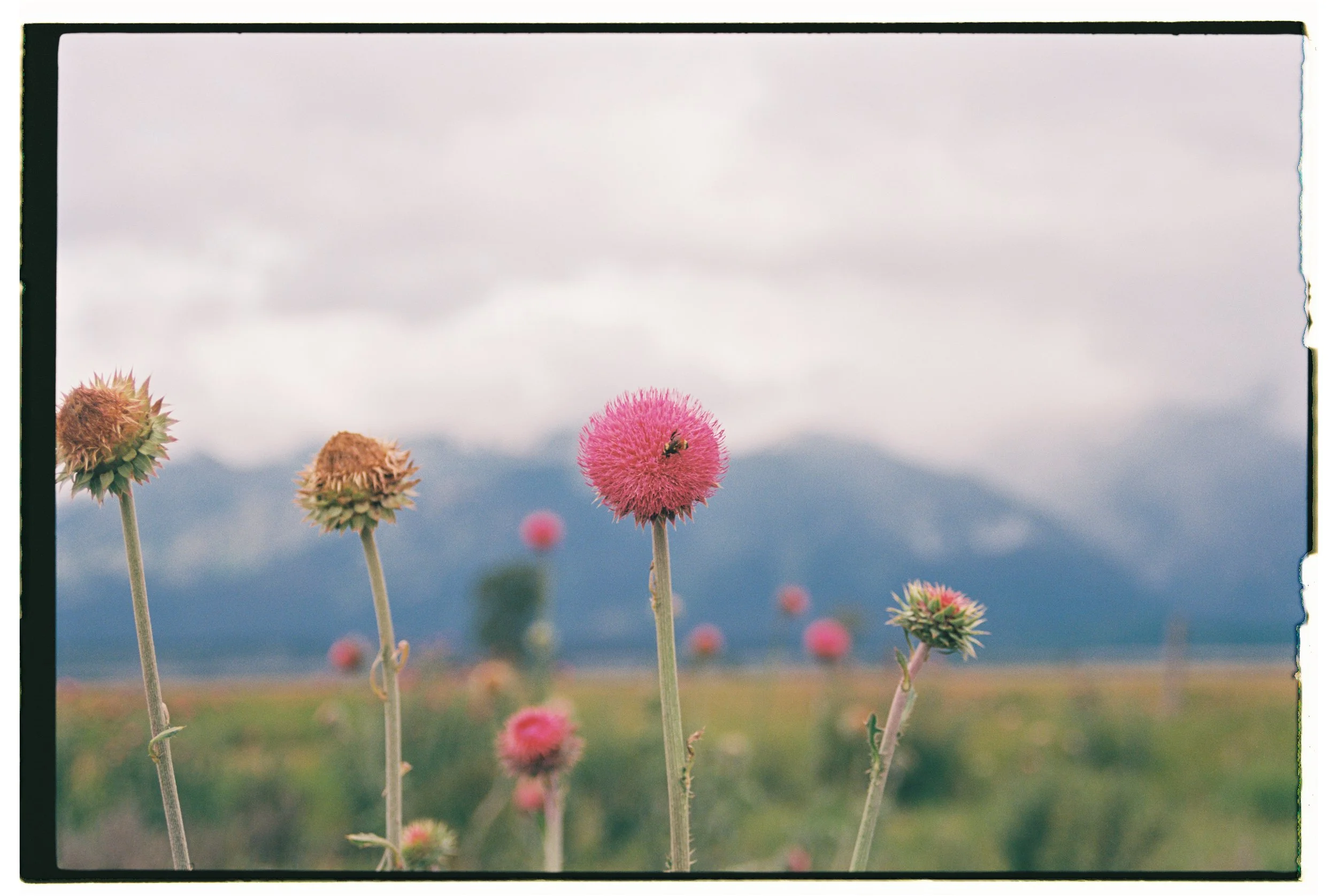 Utah + Wyoming 2023 - Ektar 10069.jpg