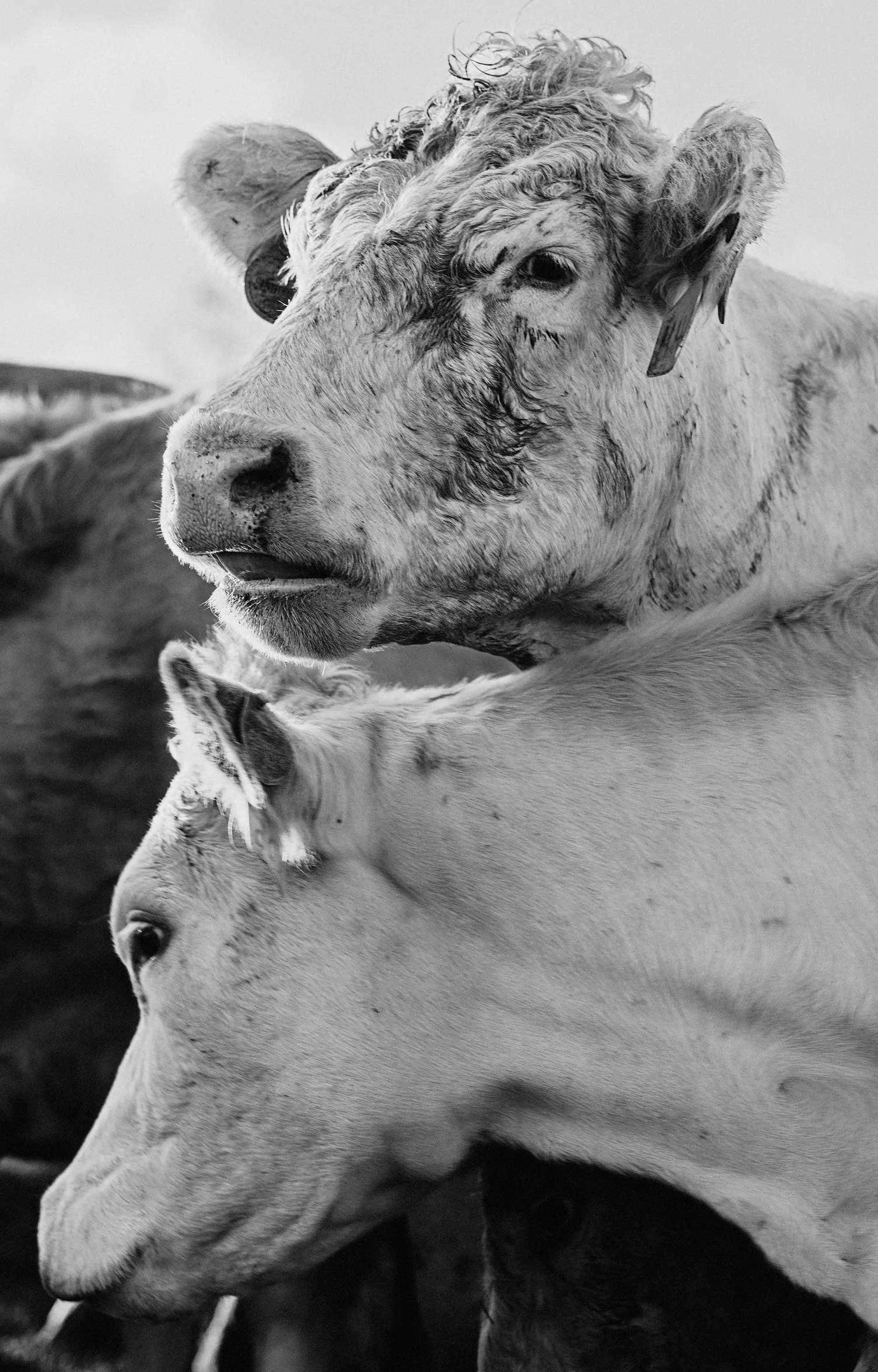 Charolais by Austin Simmons | Brand Identity | Hospitality
