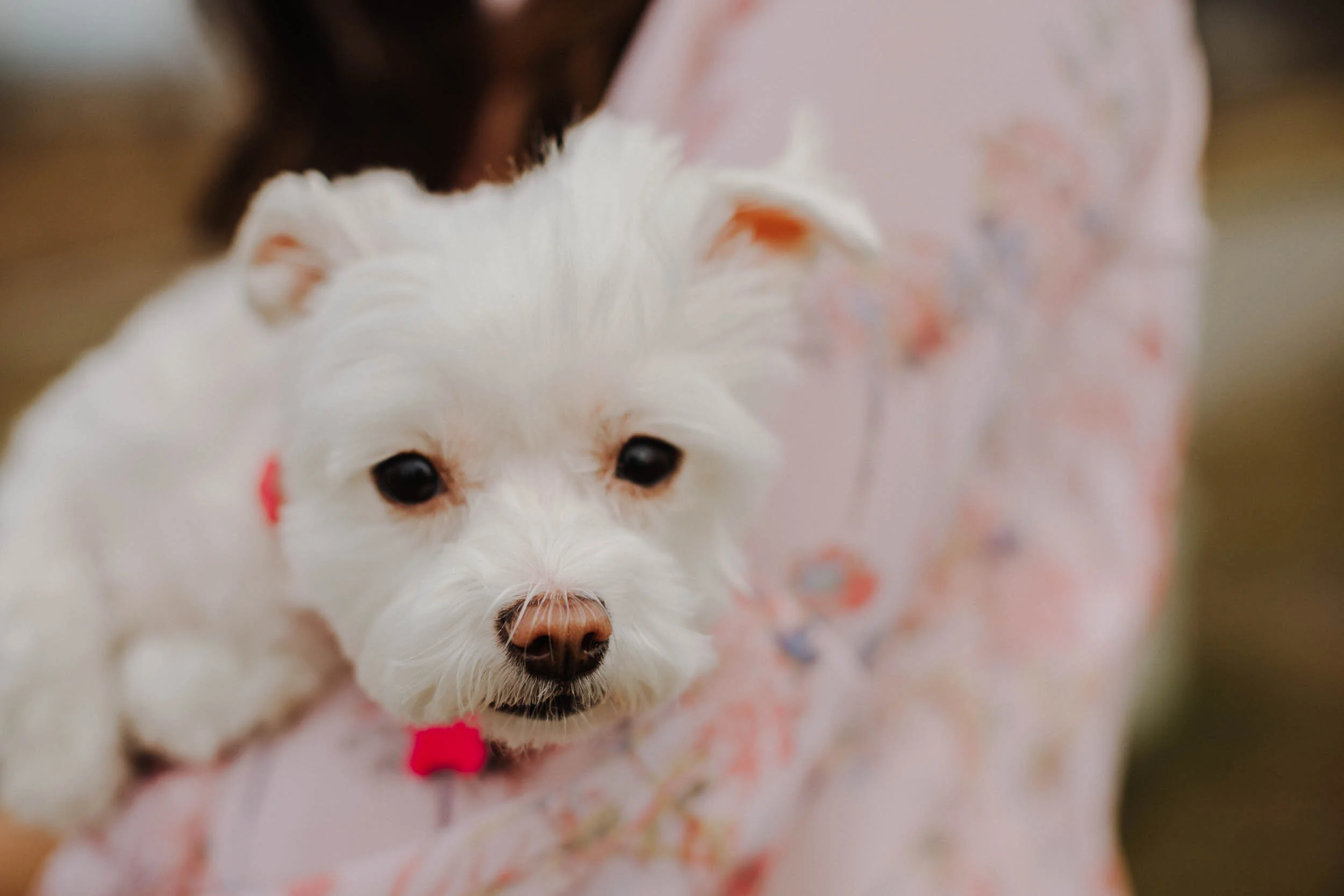 PortraitsByErin_MannatRosie-2452.jpg