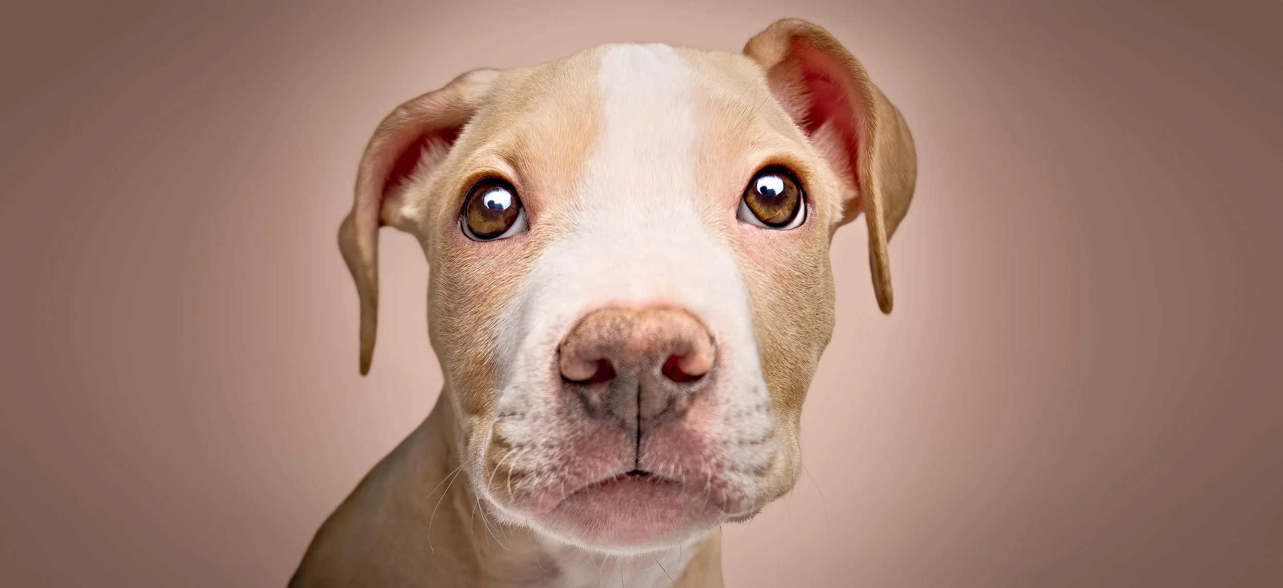 Close-up of a light-colored puppy with brown eyes and floppy ears against a neutral background.