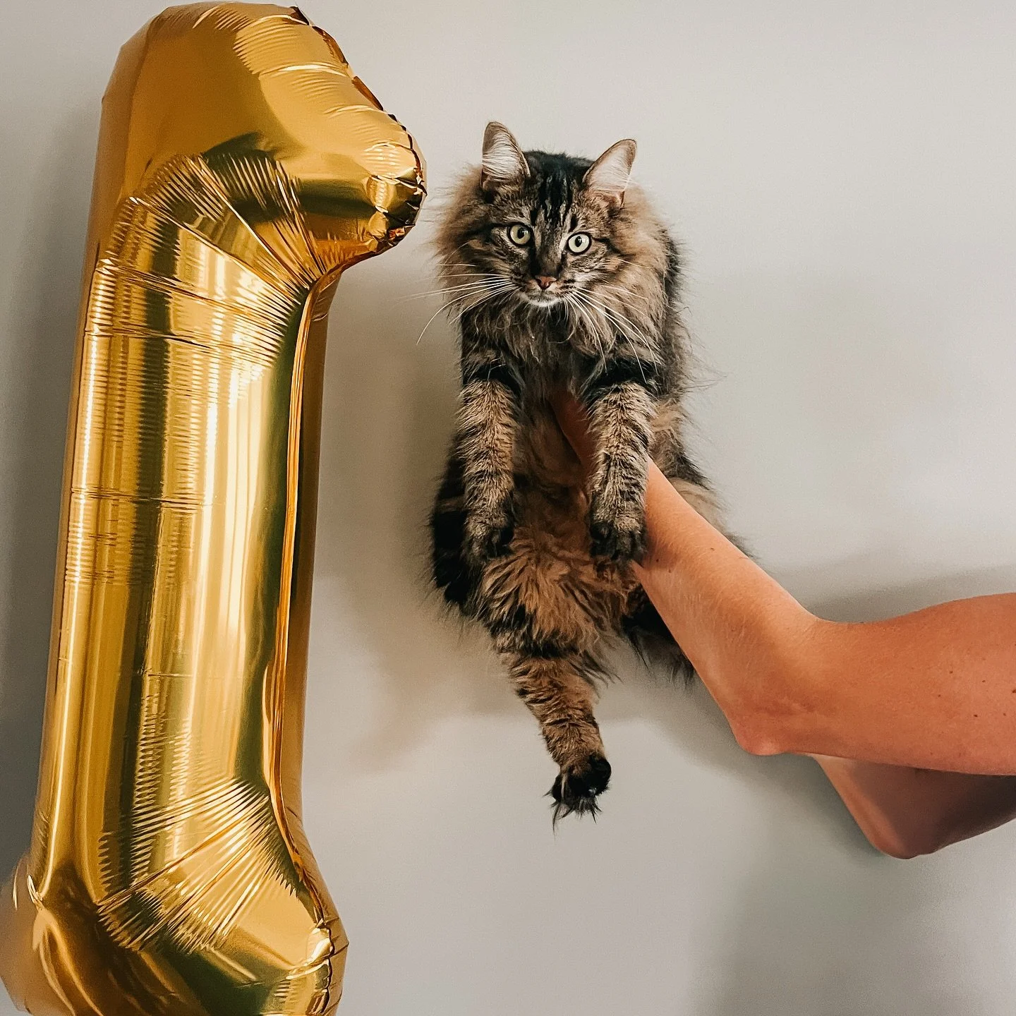 Poppy Jean is one! 

She was just under two pounds when we brought her home and she quickly learned to love the kid chaos and snuggles. We successfully made it through the &ldquo;we&rsquo;ve never had a cat&rdquo; learning curve and she has been the 