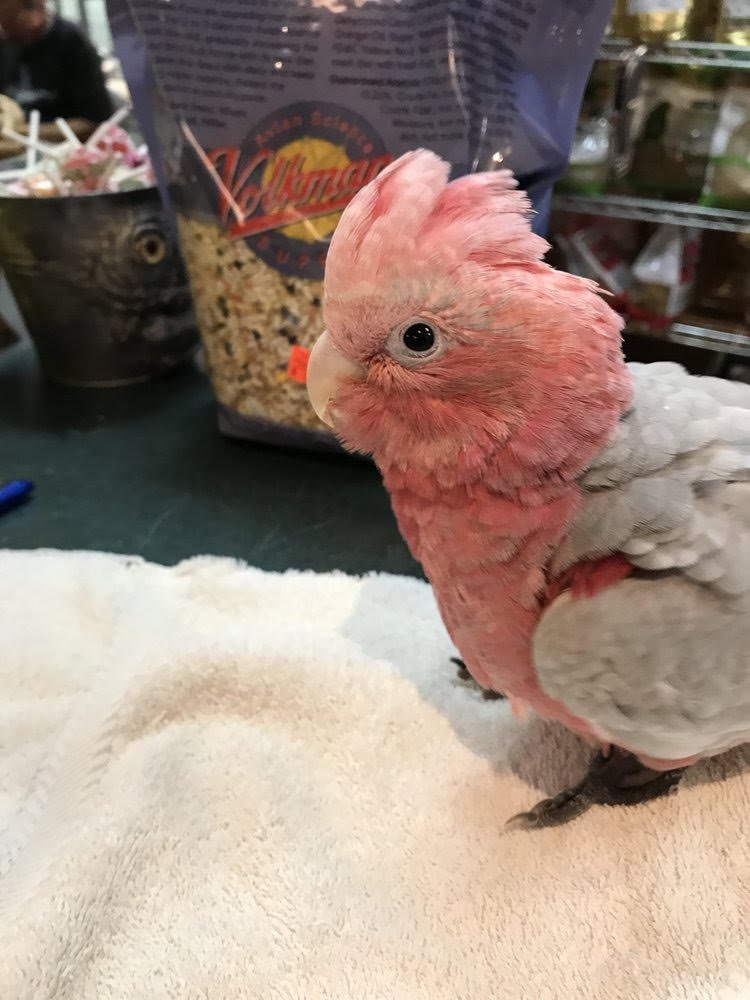 Rose Breasted Cockatoo