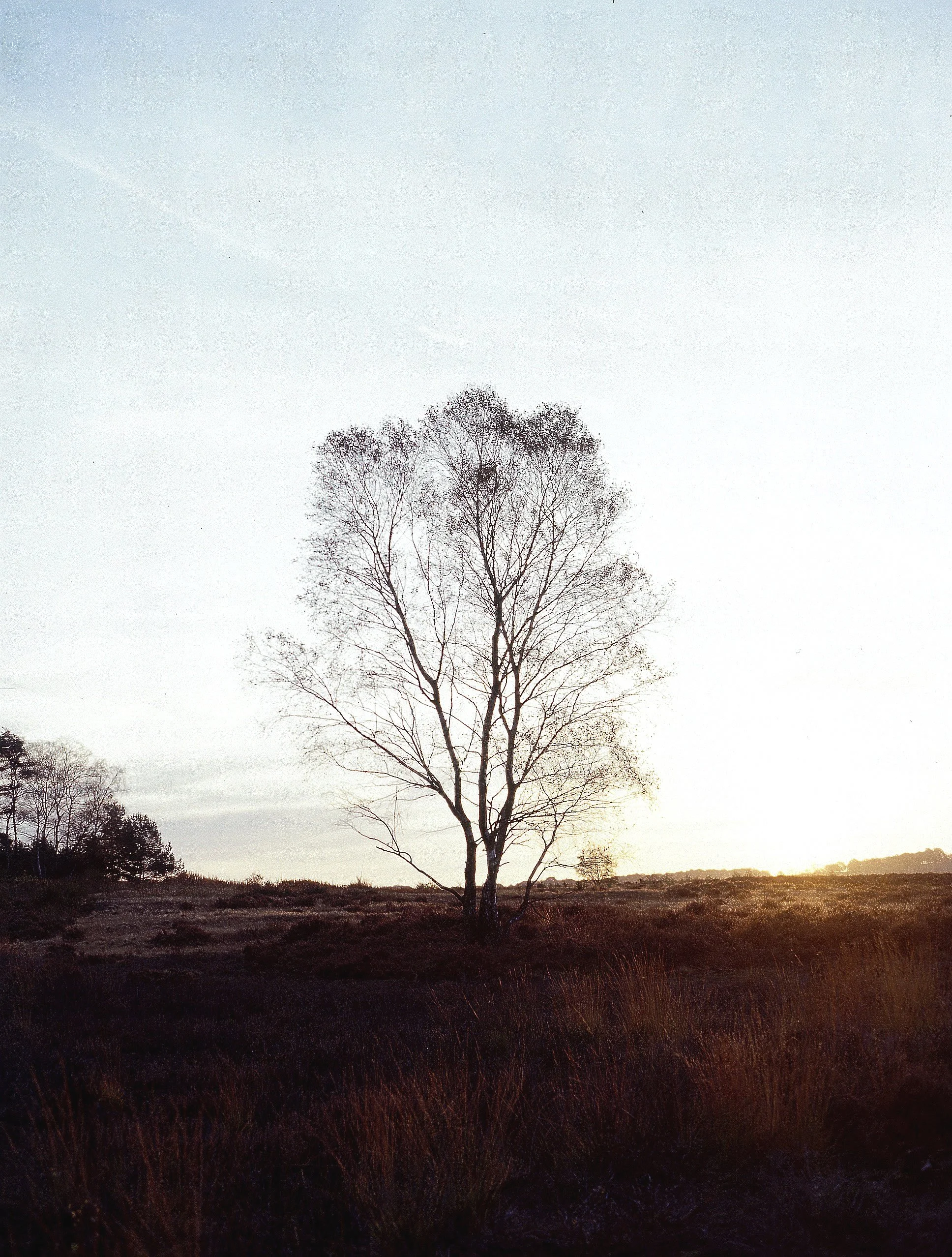 Baum.jpg
