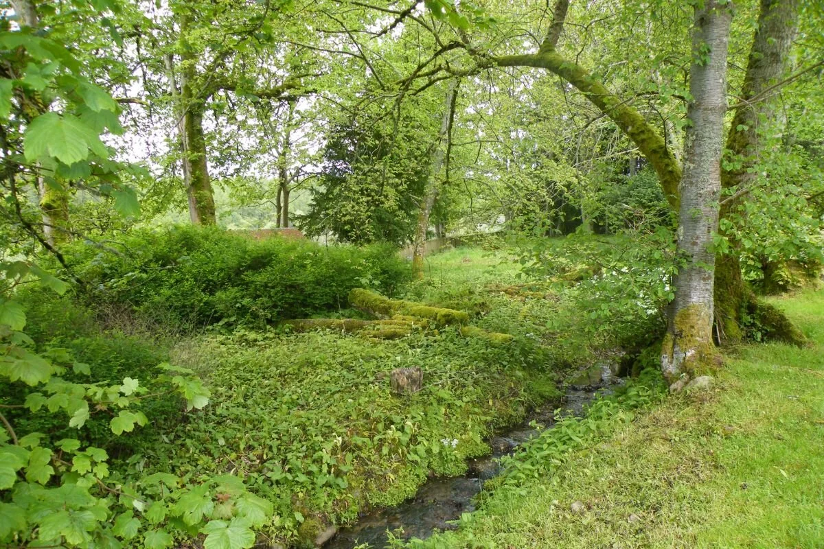 stream and garden at assynt house evanton.jpg