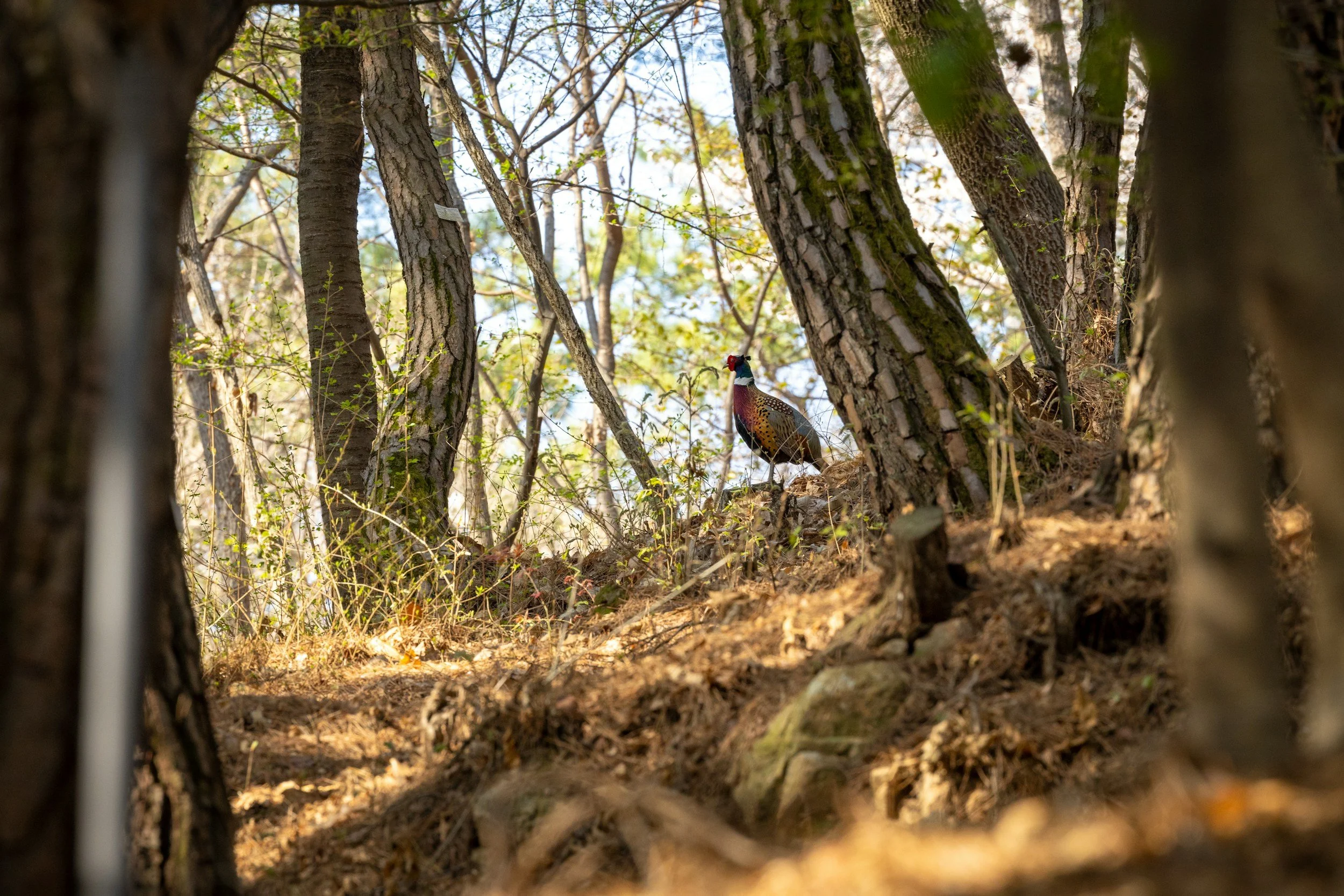 male pheasant in woods
