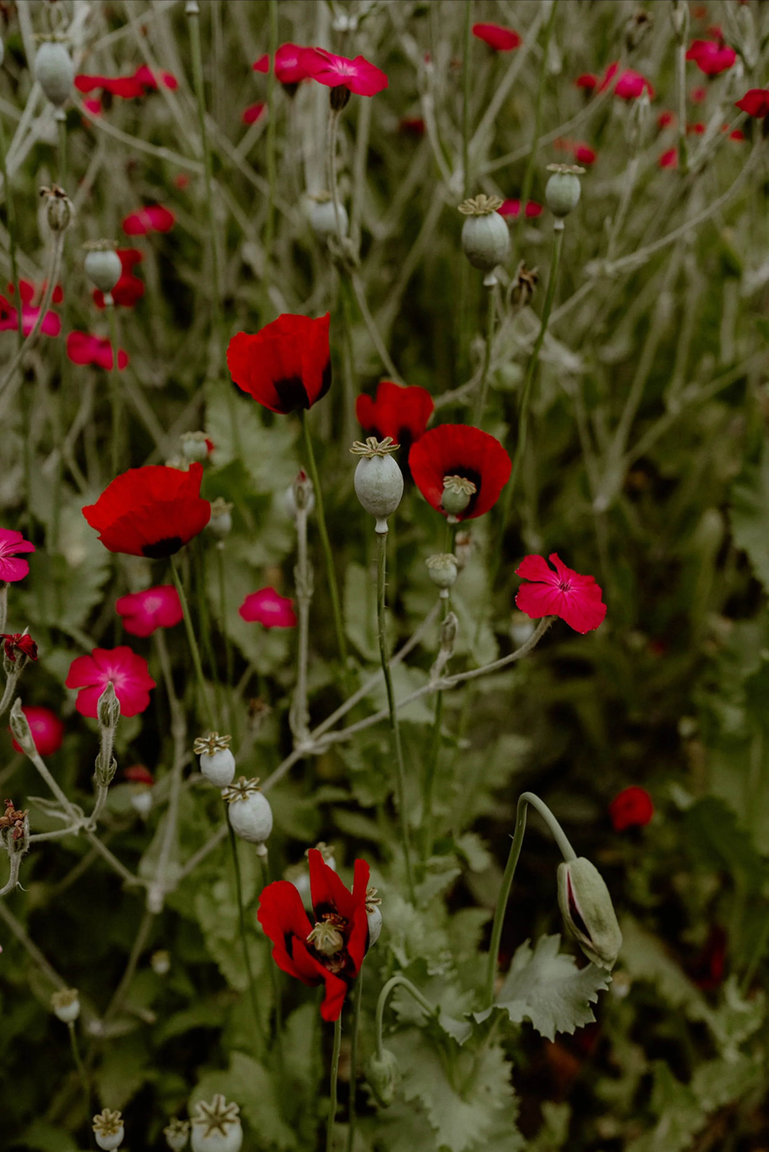 close up of red poppies in the garden
