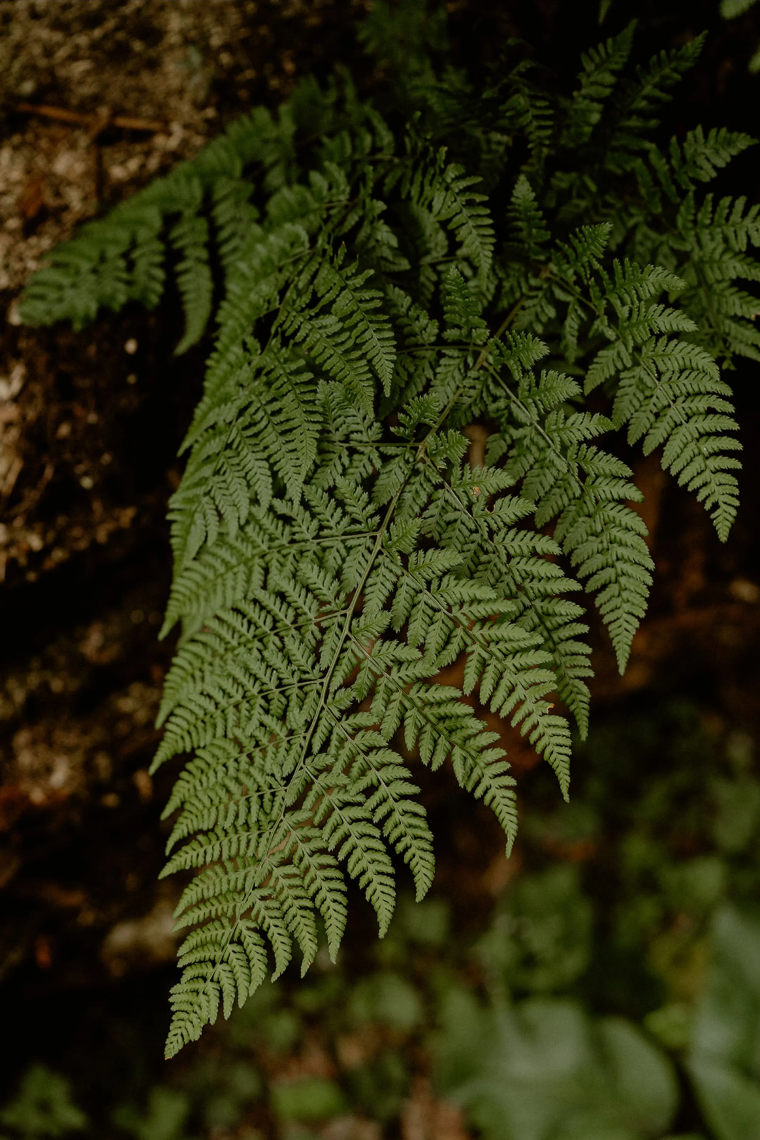 fern leaf