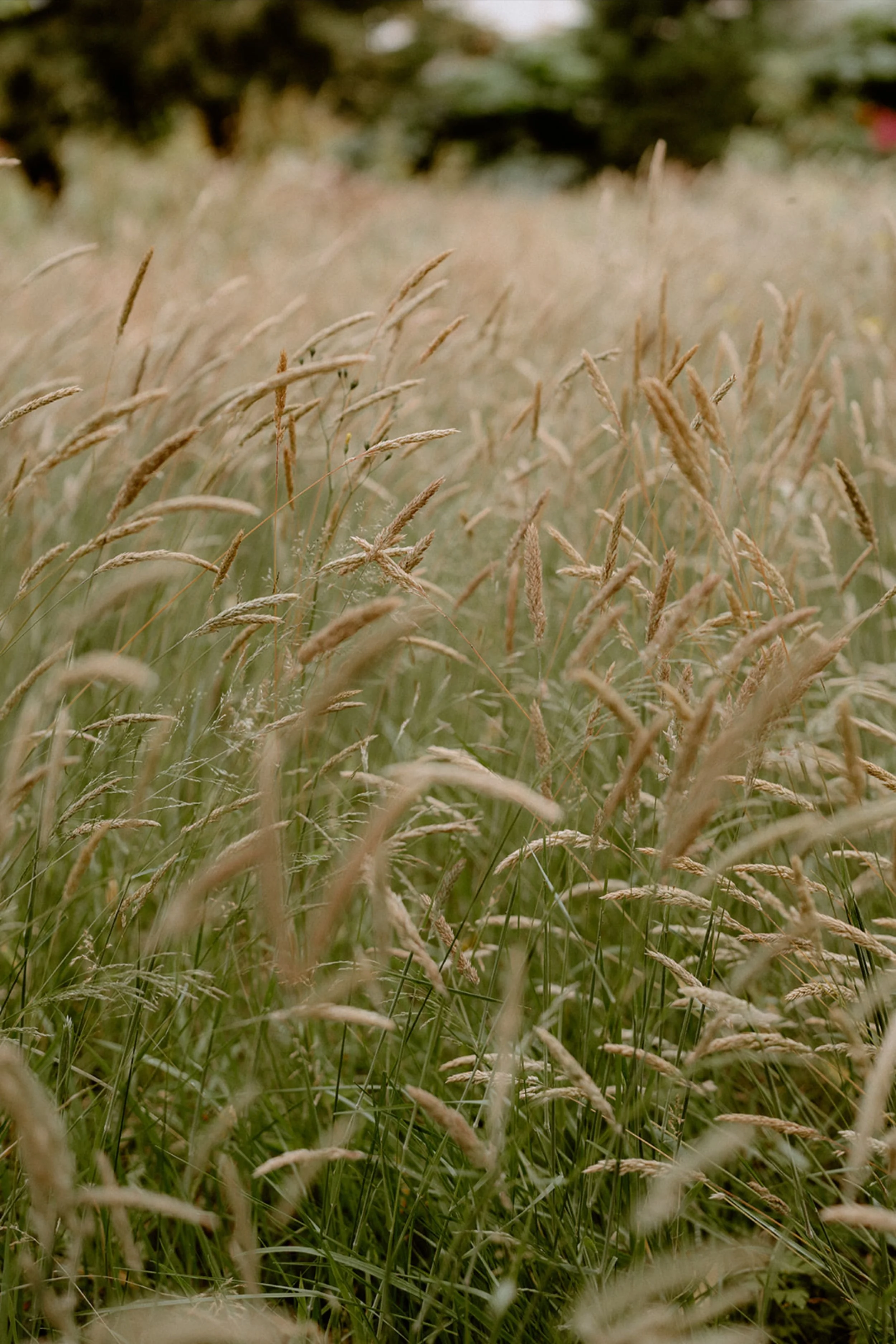 close up of grasses