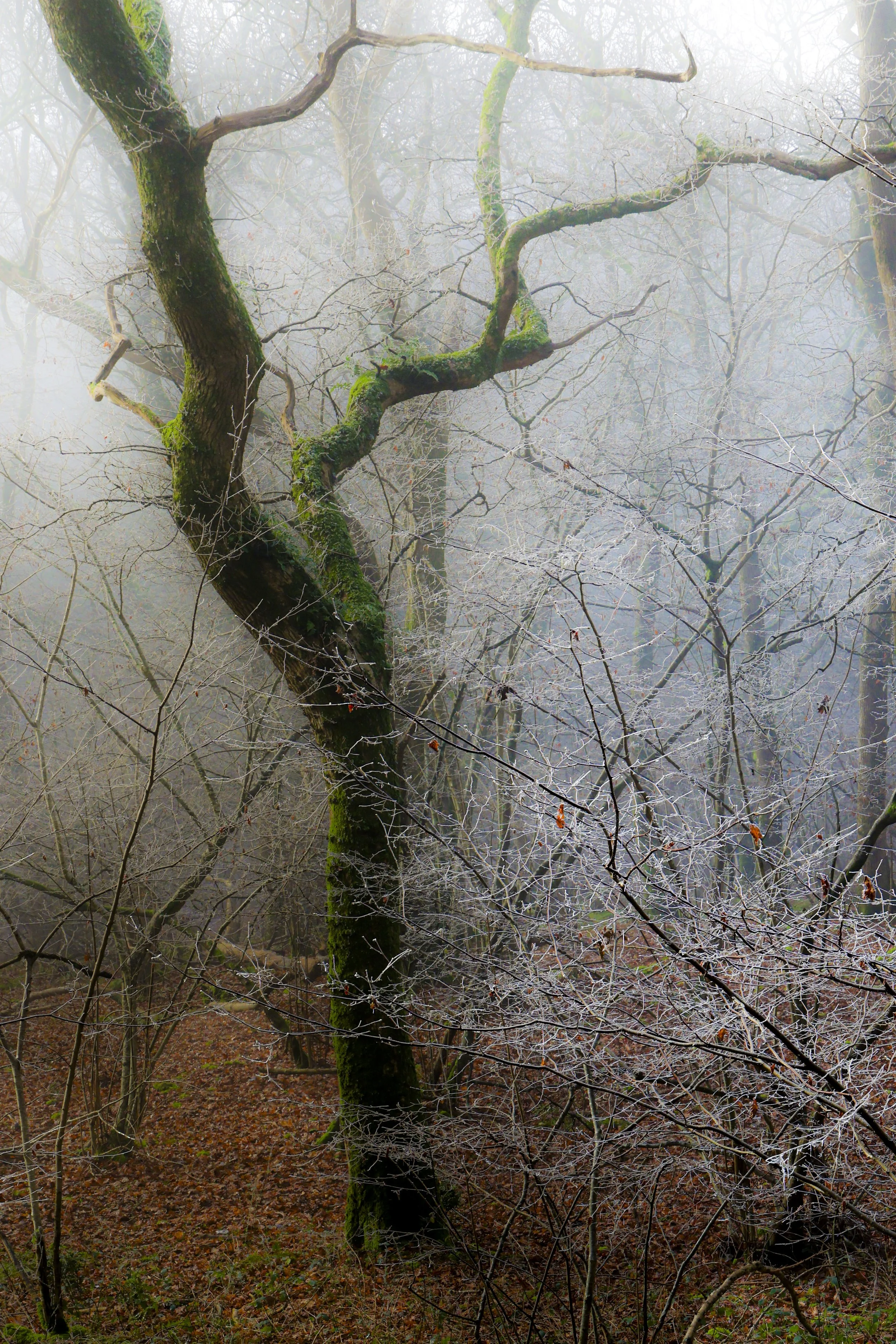 Glastonbury moon 2-4882.jpg