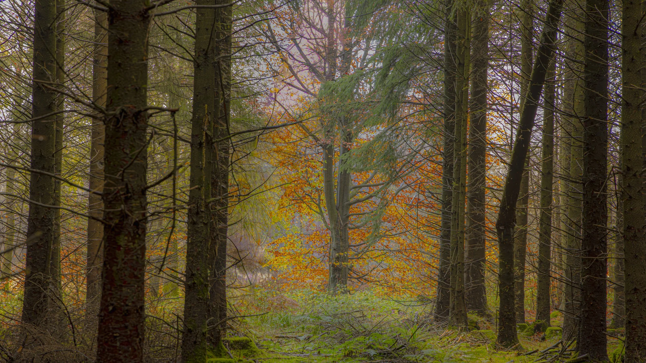 Glastonbury moon 2-4654.jpg