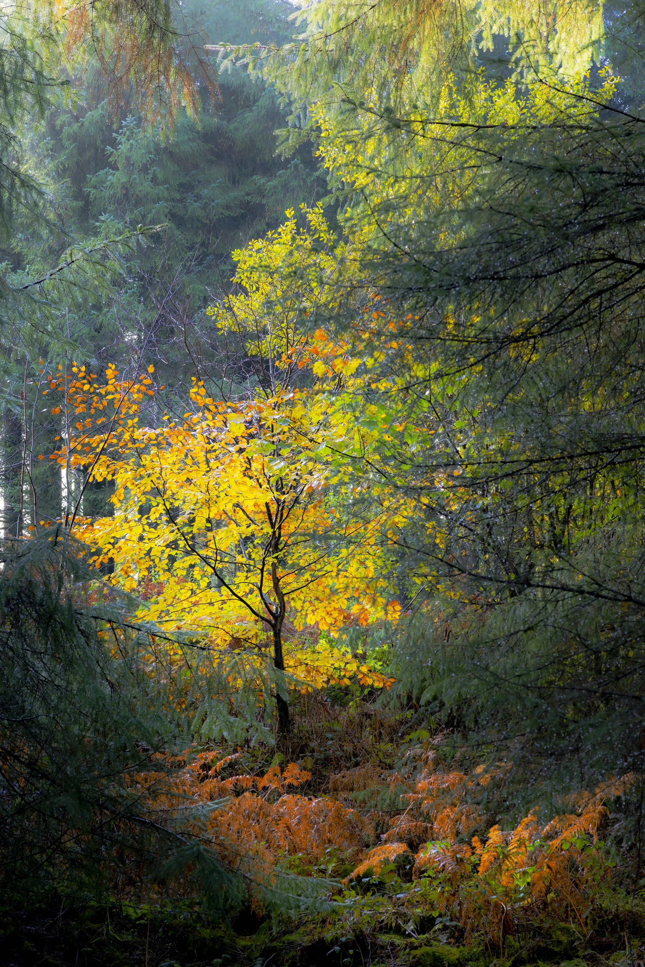 Glastonbury moon 2-3880.jpg