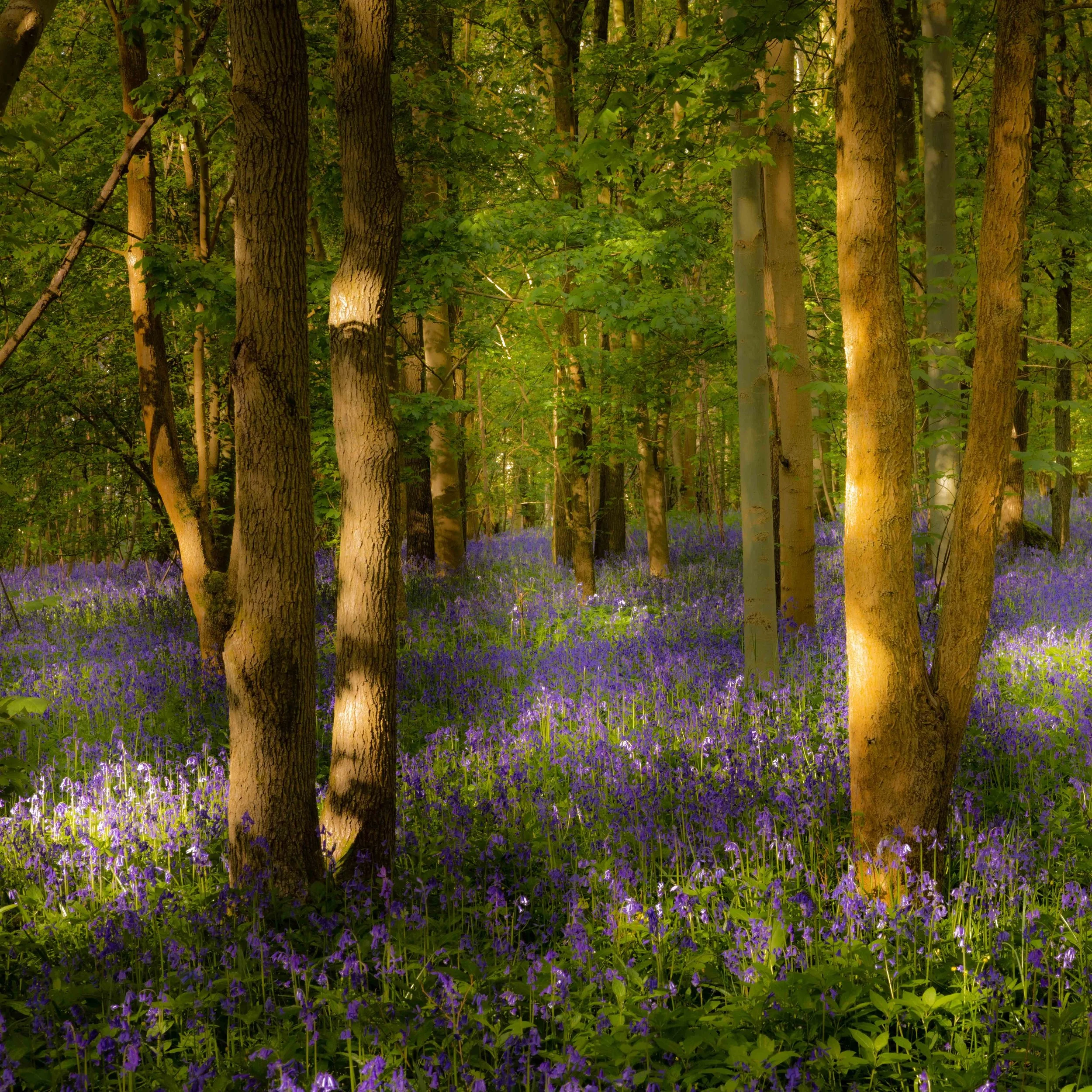 Bluebell1.jpg