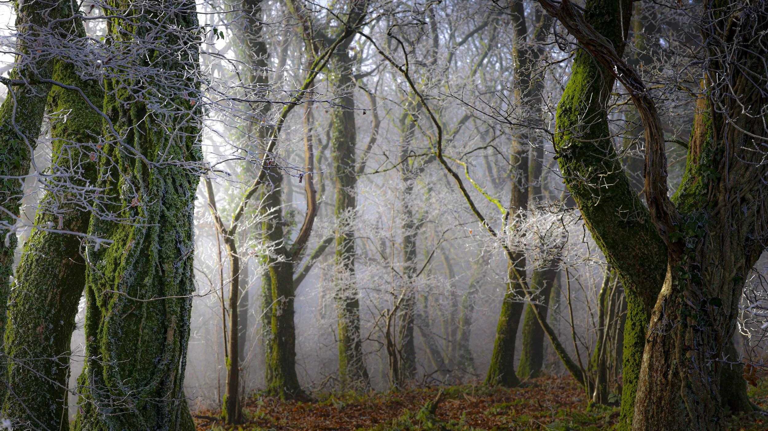 Glastonbury moon 2-4844.jpg