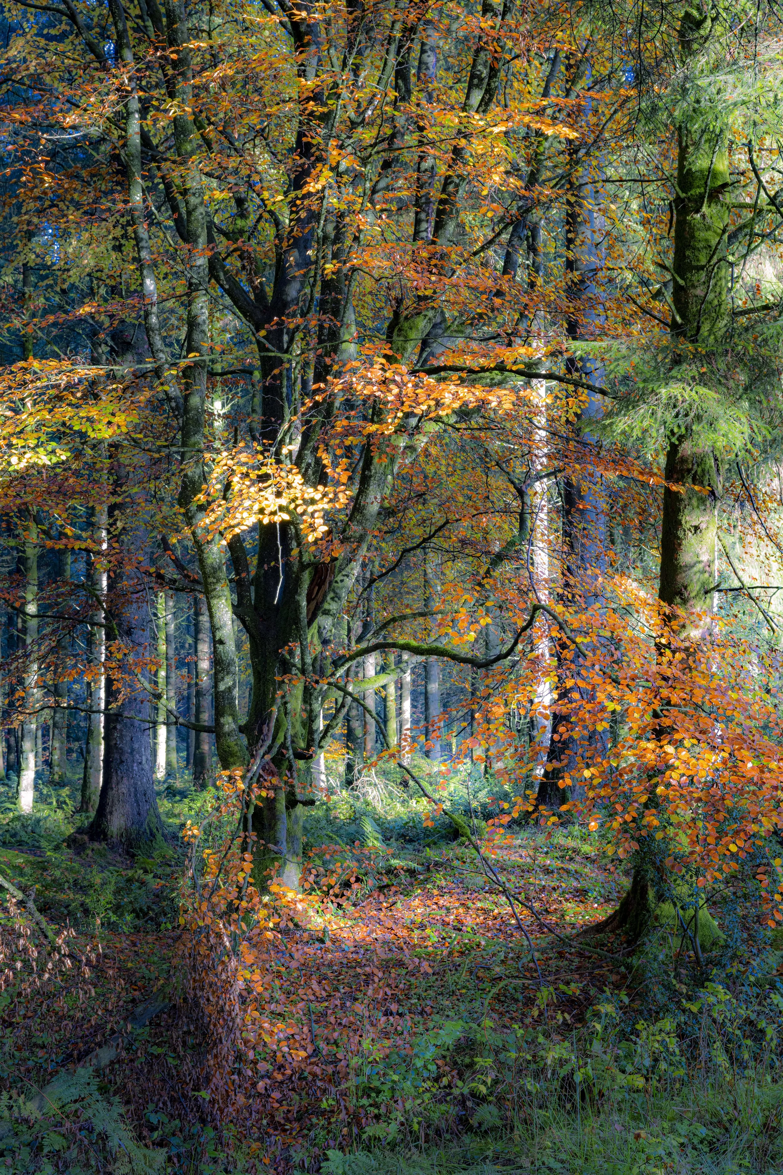 Glastonbury moon 2-3898.jpg