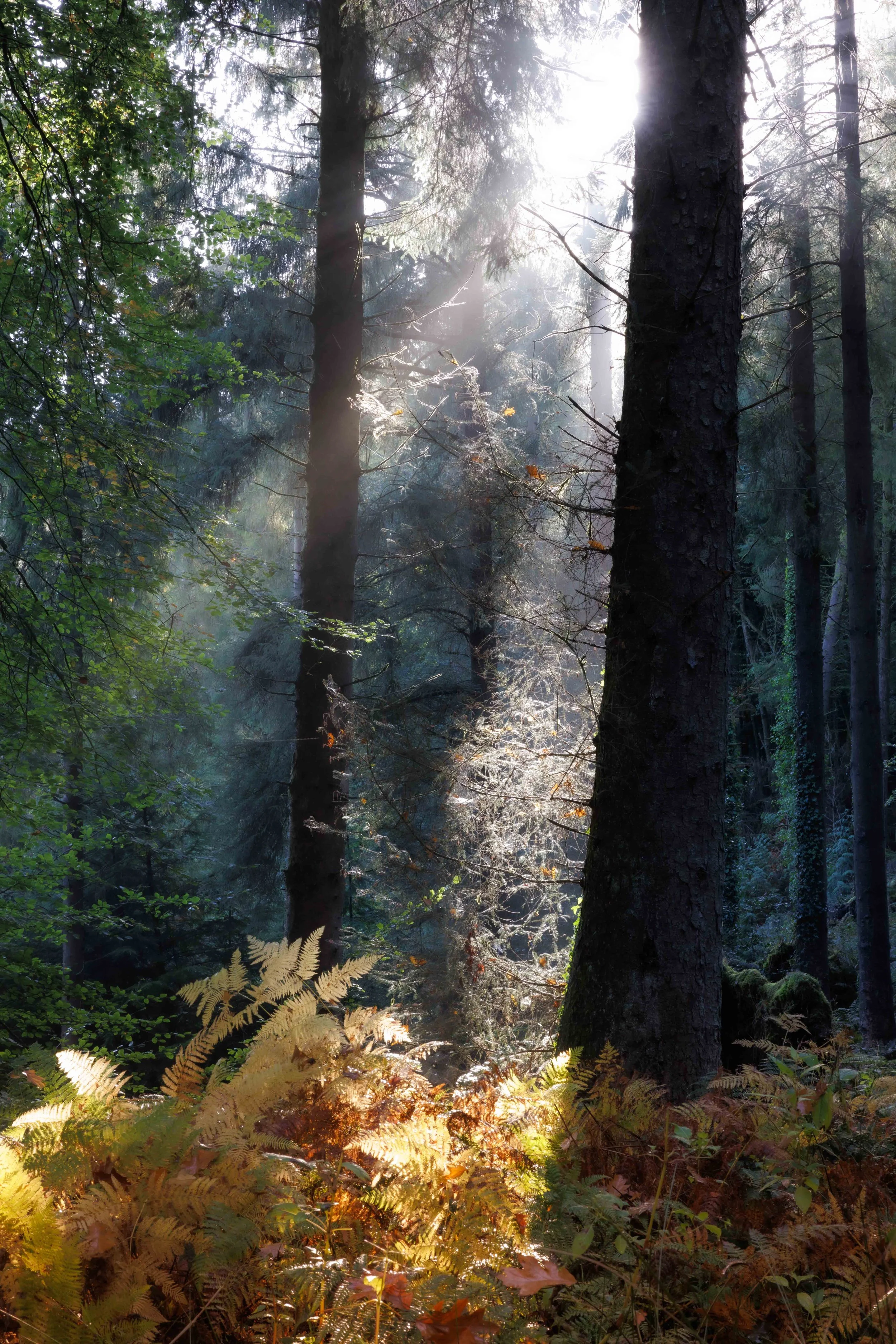 Tree light3.jpg