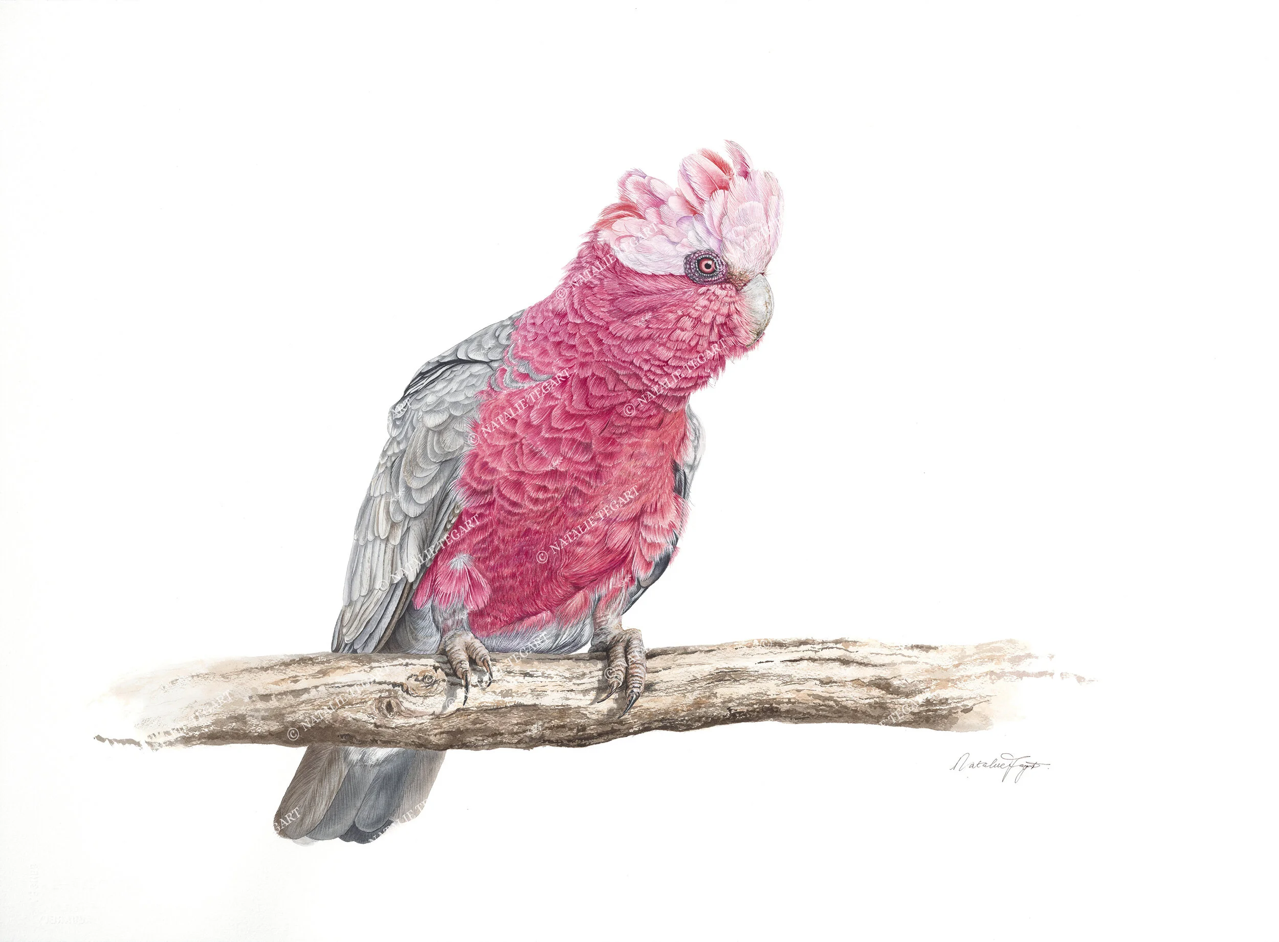 Natalie-Tegart_003_Galah_30cm Proof_WM.jpg