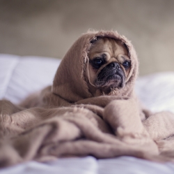 Someone wants to hide on Valentine's Day... Image Credit Matthew Henry