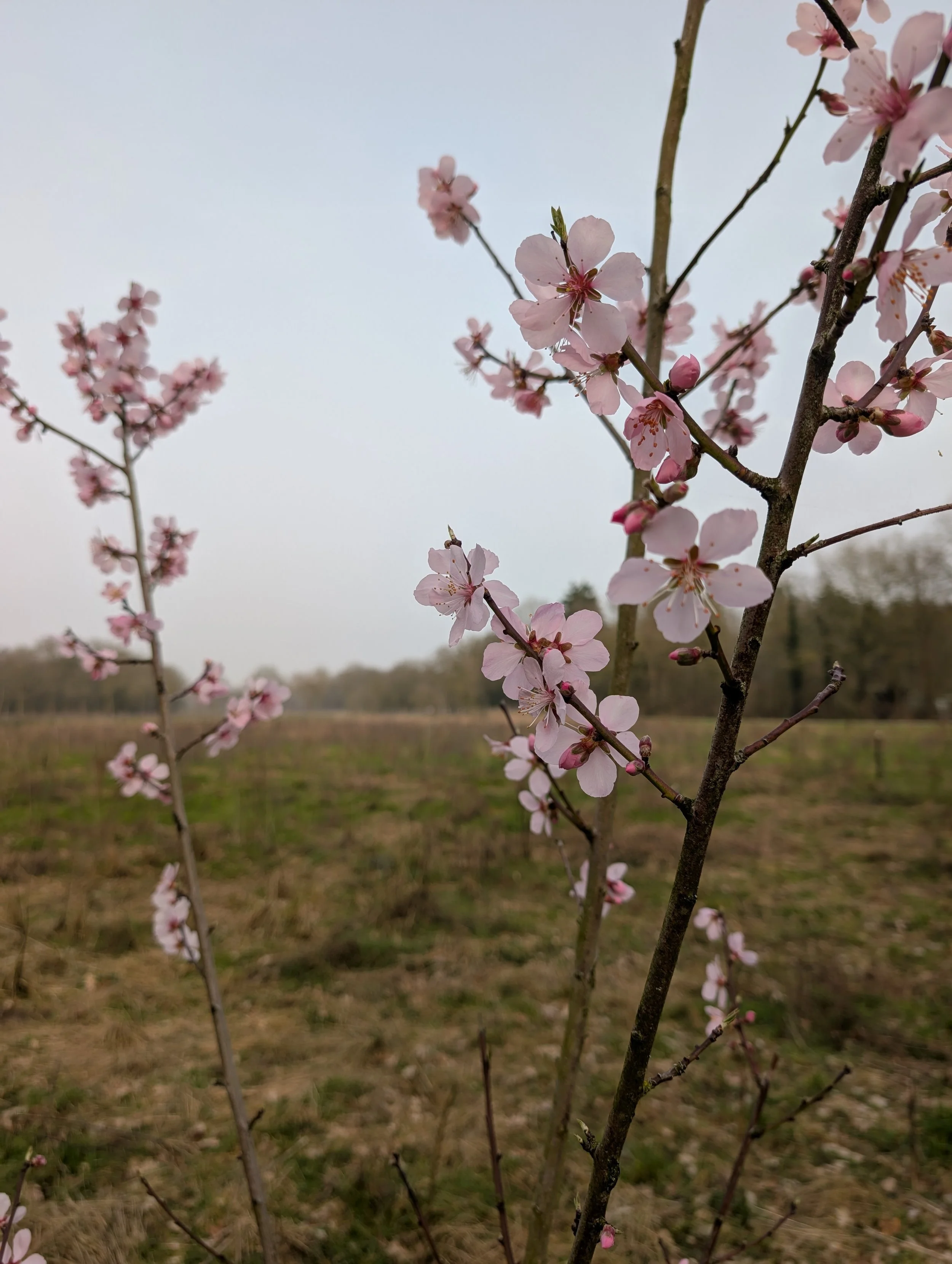 Voorjaarsbalans 🌿