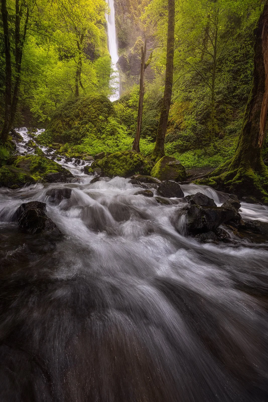 Starvation Creek Waterfall Cascading Through Mossy Forest and Spring Greenery.jpg