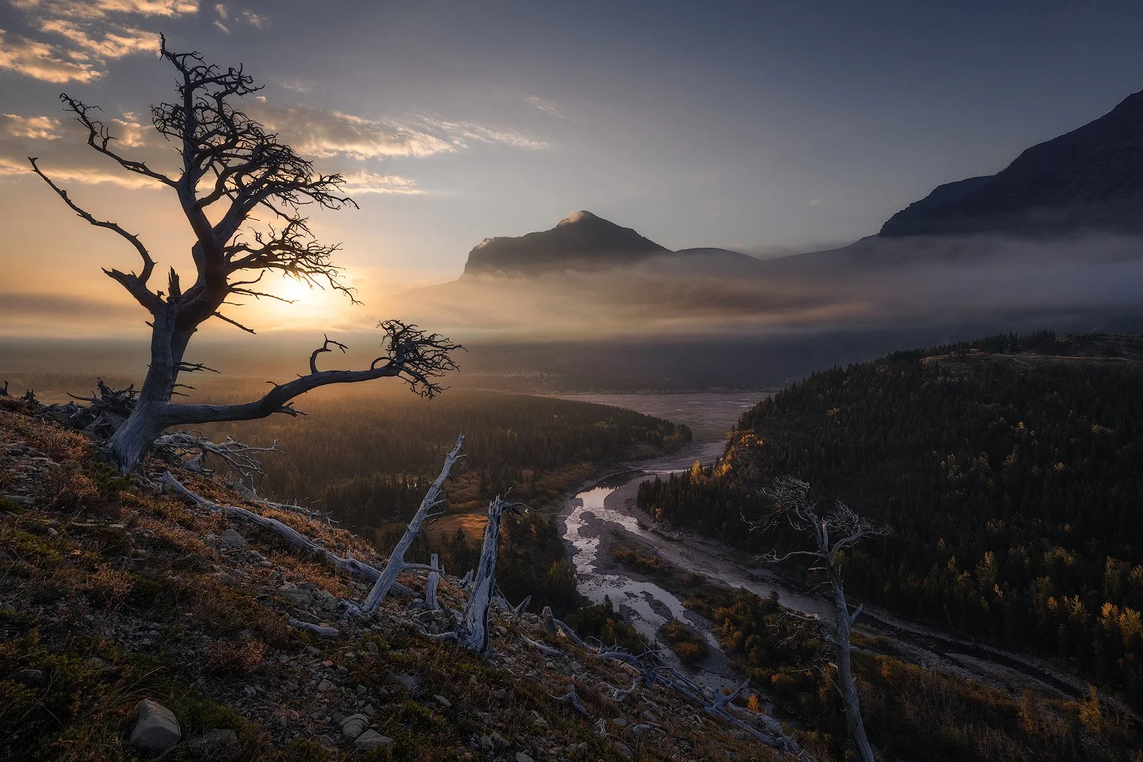 Glacier National Park – Sunrise Over Mist-Filled Valley with Twisted Tree and Winding River.jpg