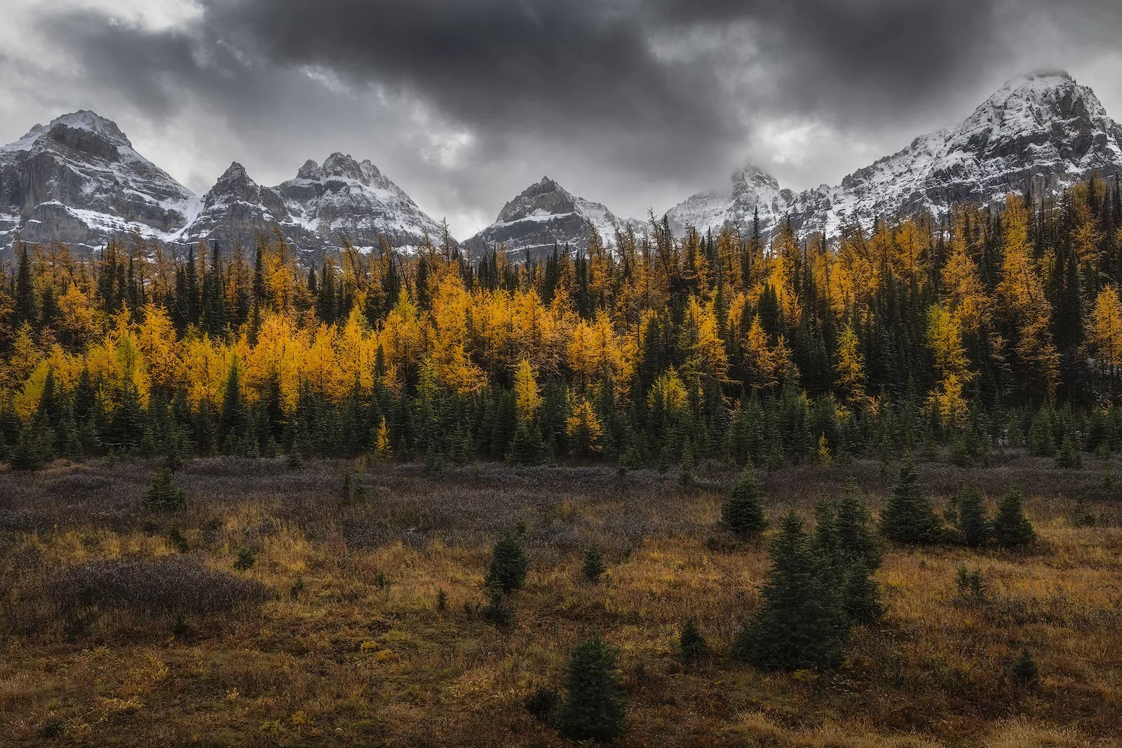 Larch Valley Autumn Contrast – Golden Needles Beneath Snow-Draped Spires.jpg