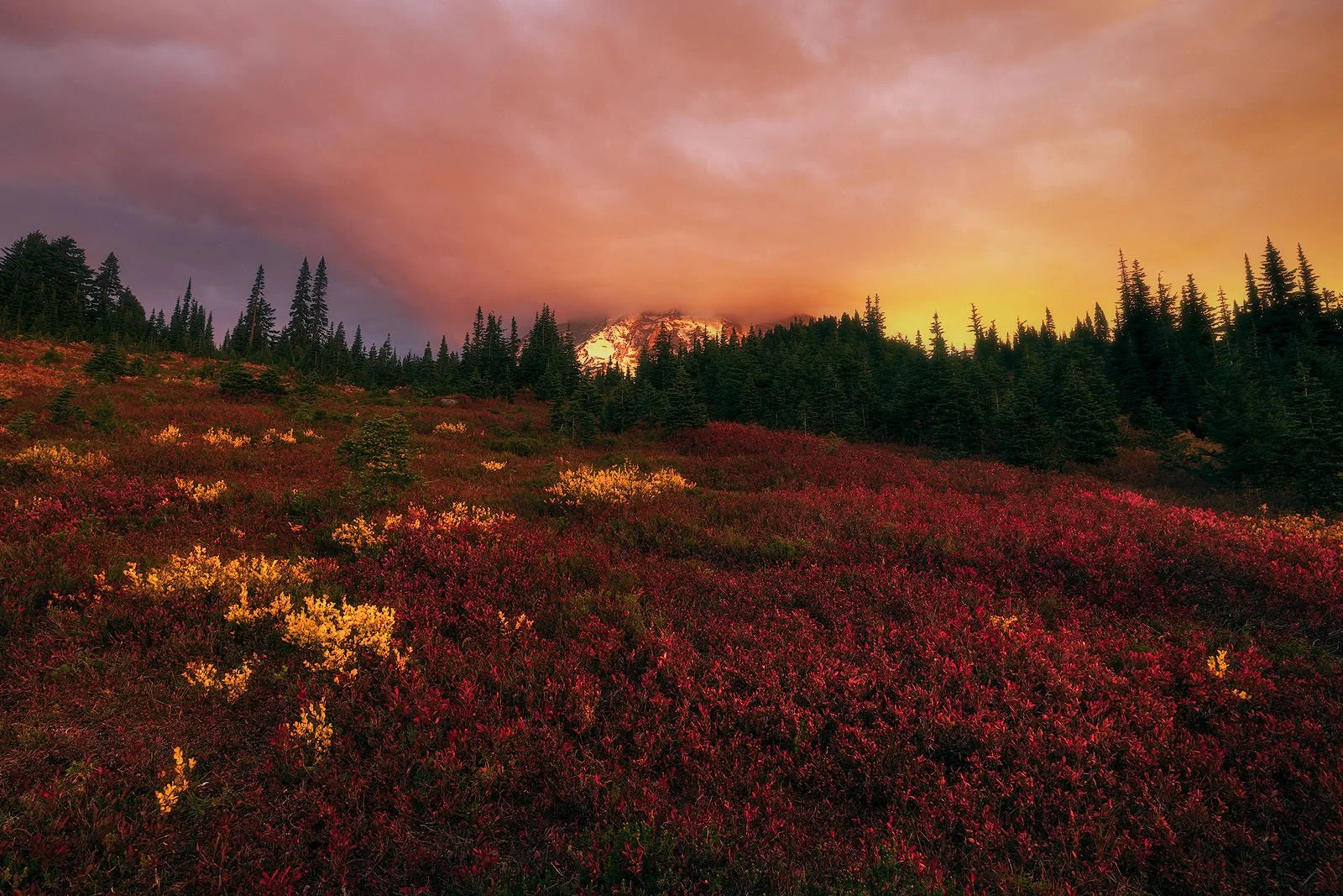 Mount Rainier – Fiery Sunrise Ignites Autumn Meadow Beneath Alpine Forest.jpg