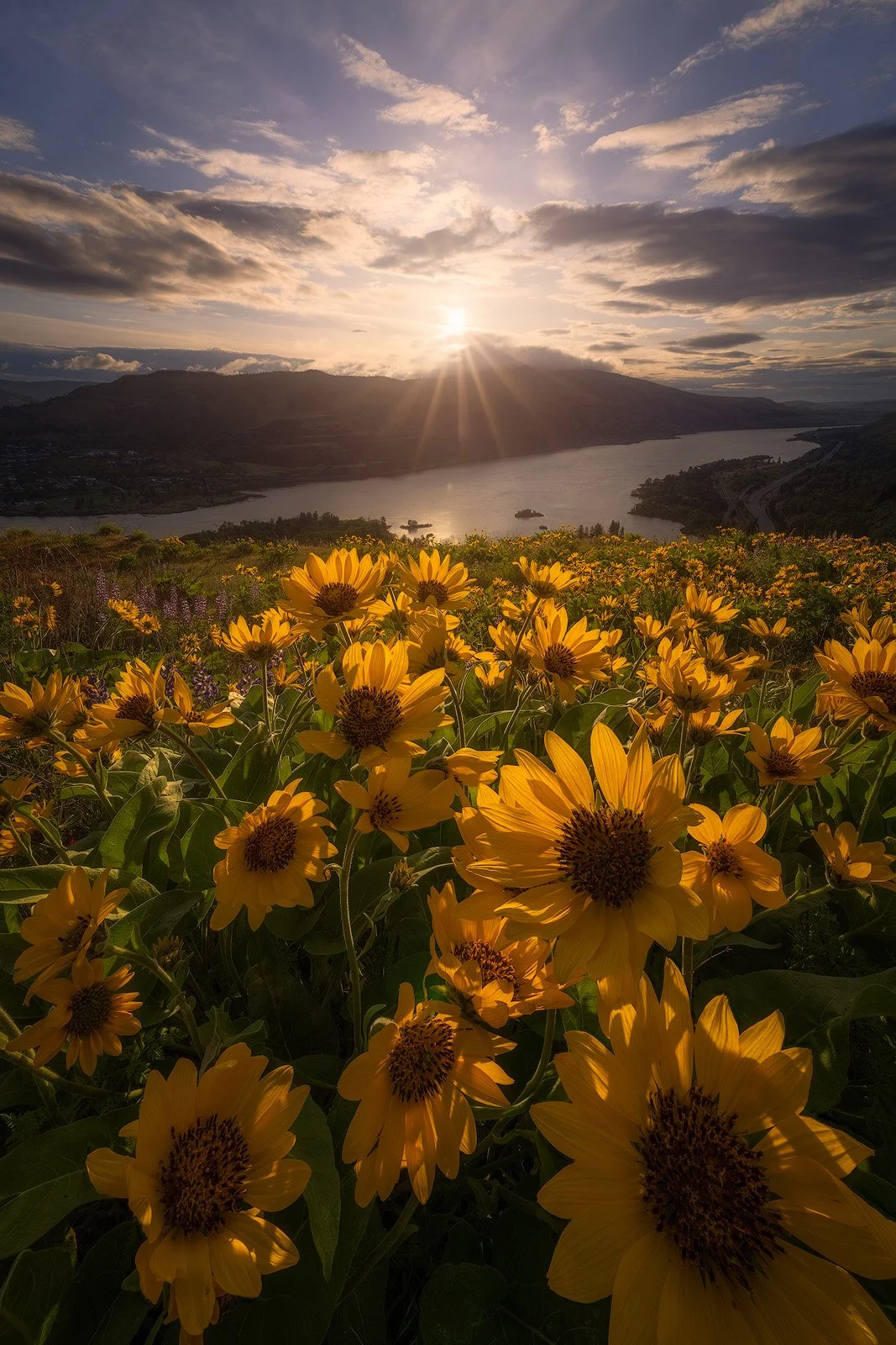 Columbia River Gorge Spring – Sunburst Over Balsamroot Fields Above Rowena Plateau.jpg