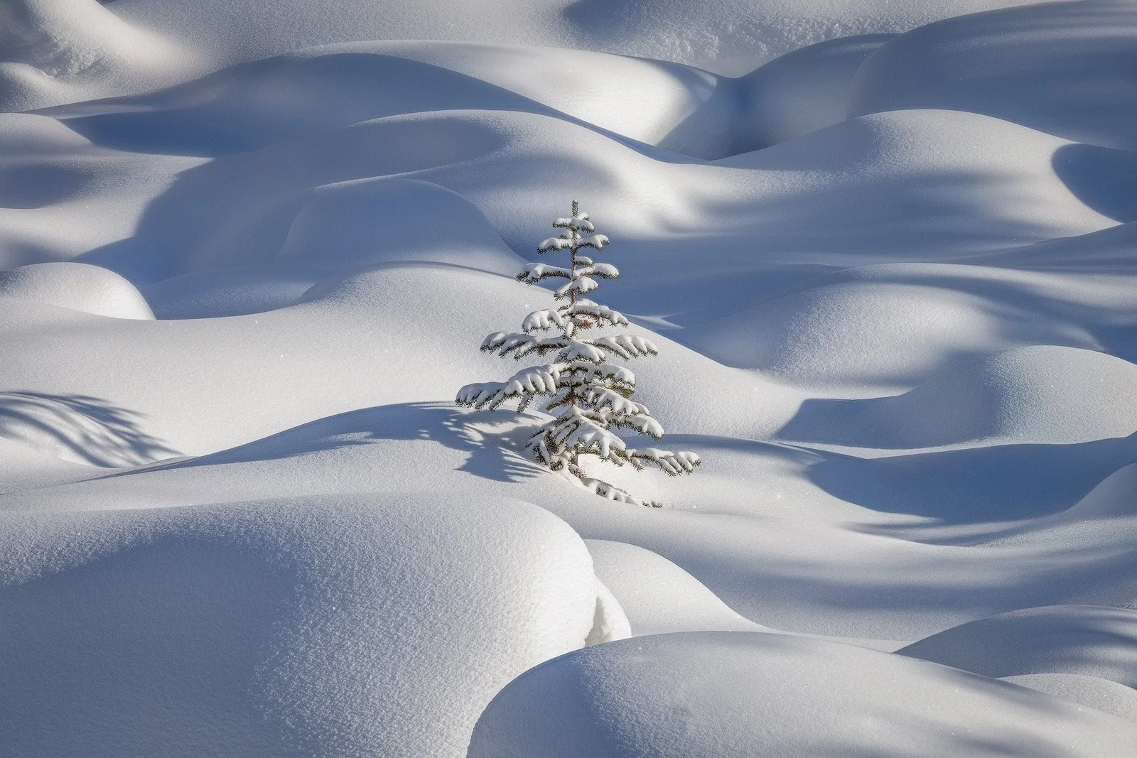 Snow-Covered Fir Among Sculpted Drifts in Winter Forest Light.jpg