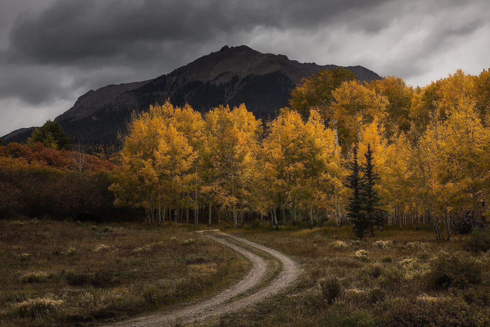 Colorado Aspens – Winding Trail Through Golden Grove of Aspens Under Moody Skies.jpg
