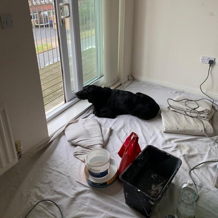 This is Bailey&rsquo;s idea of helping me with getting a bedroom decorated&hellip; I give up 🤷&zwj;♂️
.
.
.
.
.
.
#alloveradur #petesalkeld #petersalkeld #baileytheblacklabrador #blacklabrador #dogslife #goodboy #helper #painterdog #keepingwatch #do