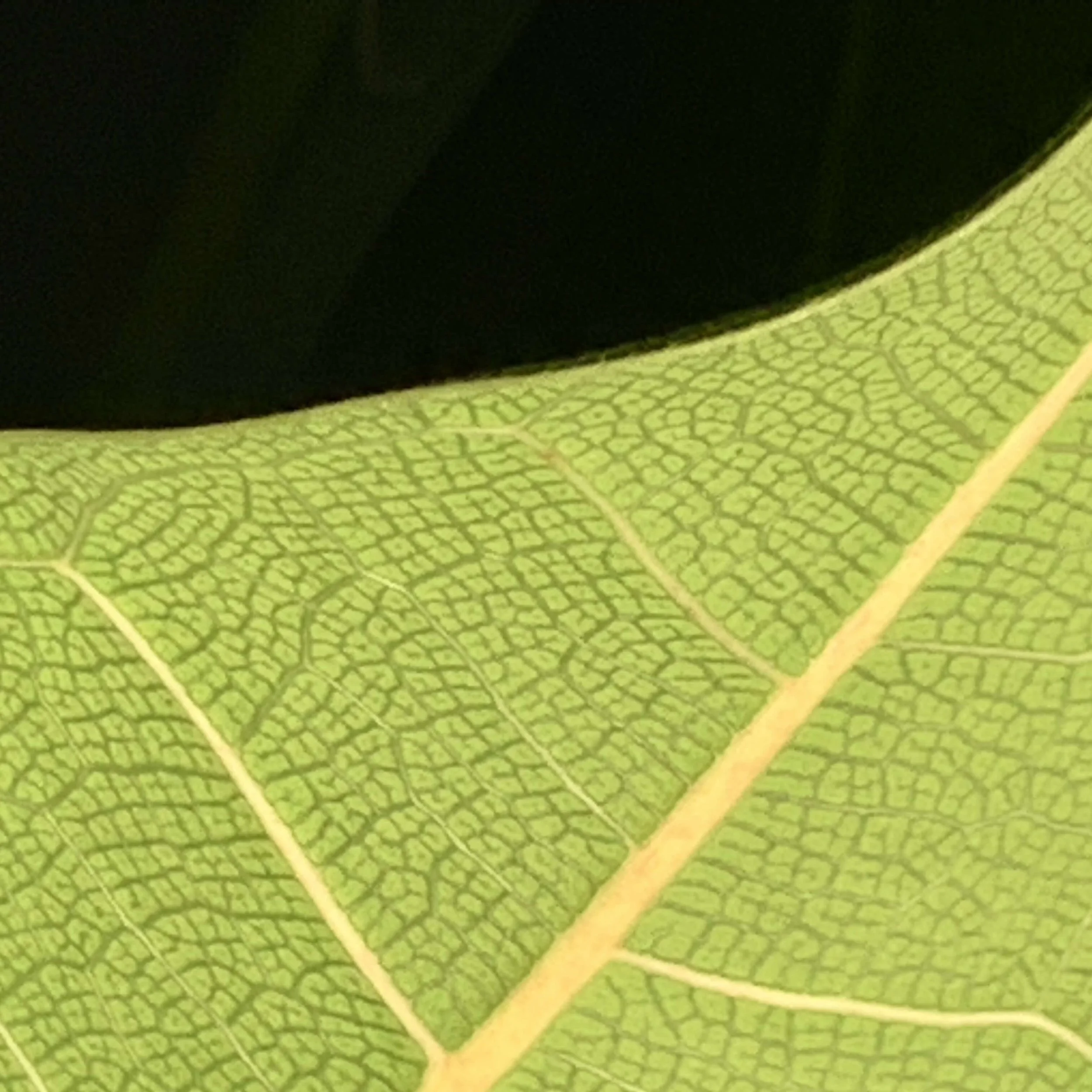 Leaf