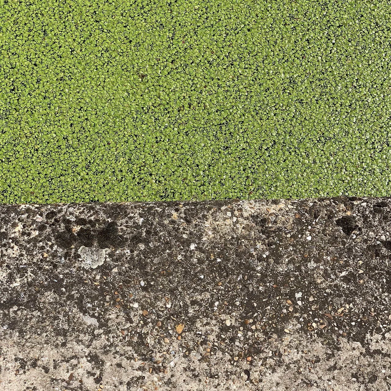 Duckweed on the Regents Canal, London
