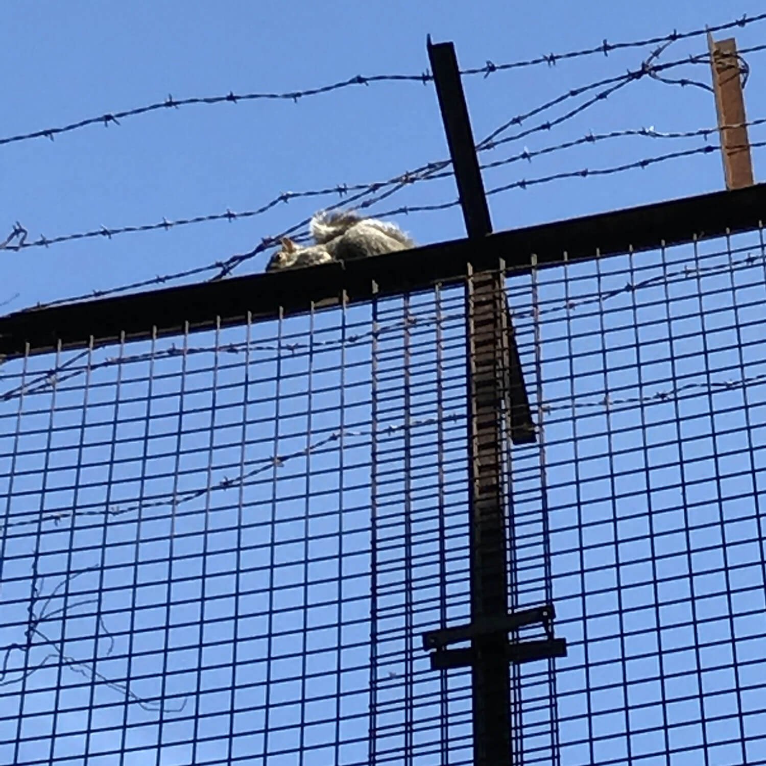 Blue sky, barbed wire and squirrel, Hackney, London