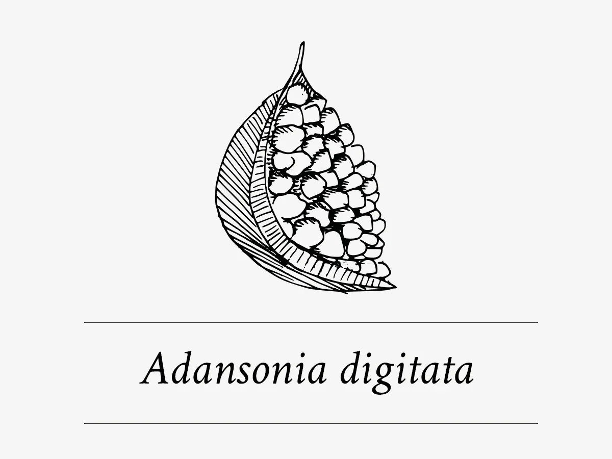 Adansonia Digitata - baobabpulpextract