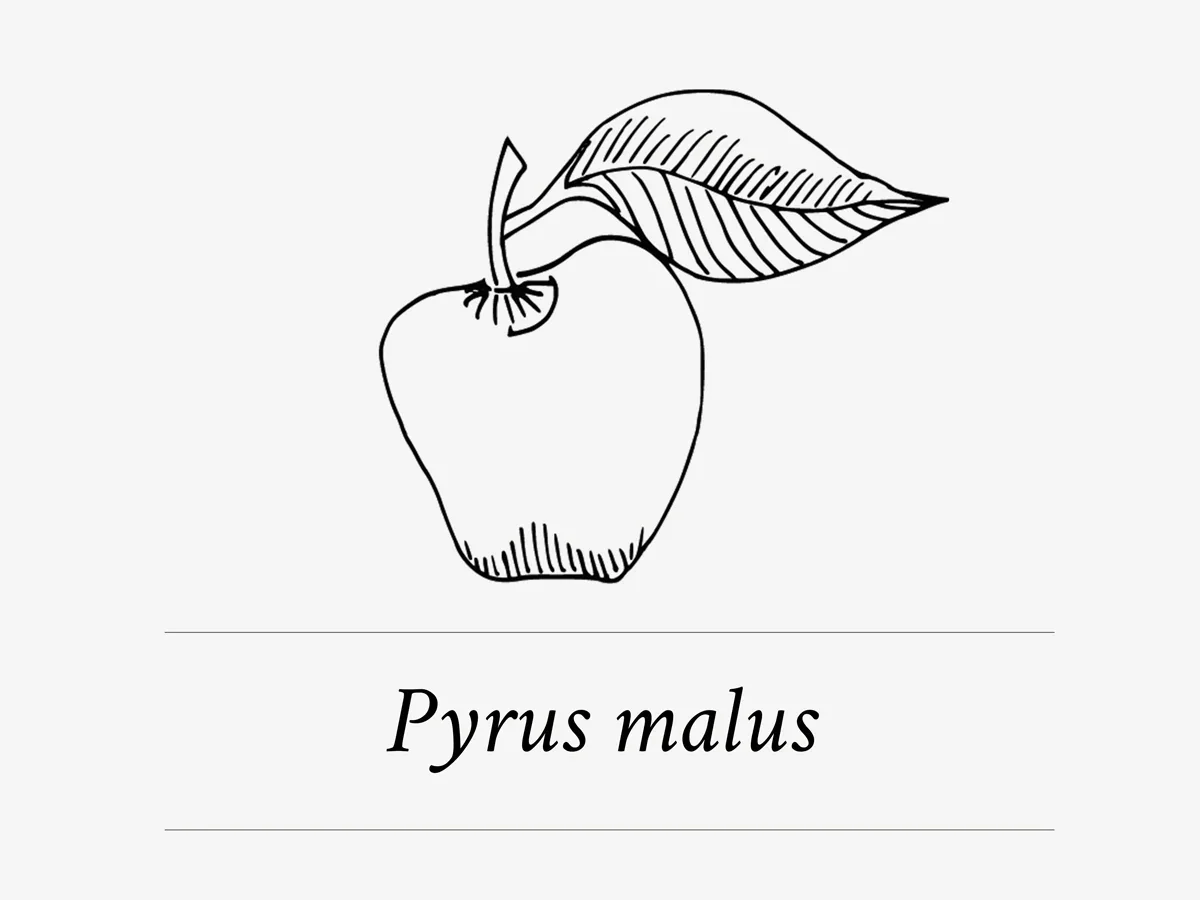 Pyrus malus - regeneratief appelextract